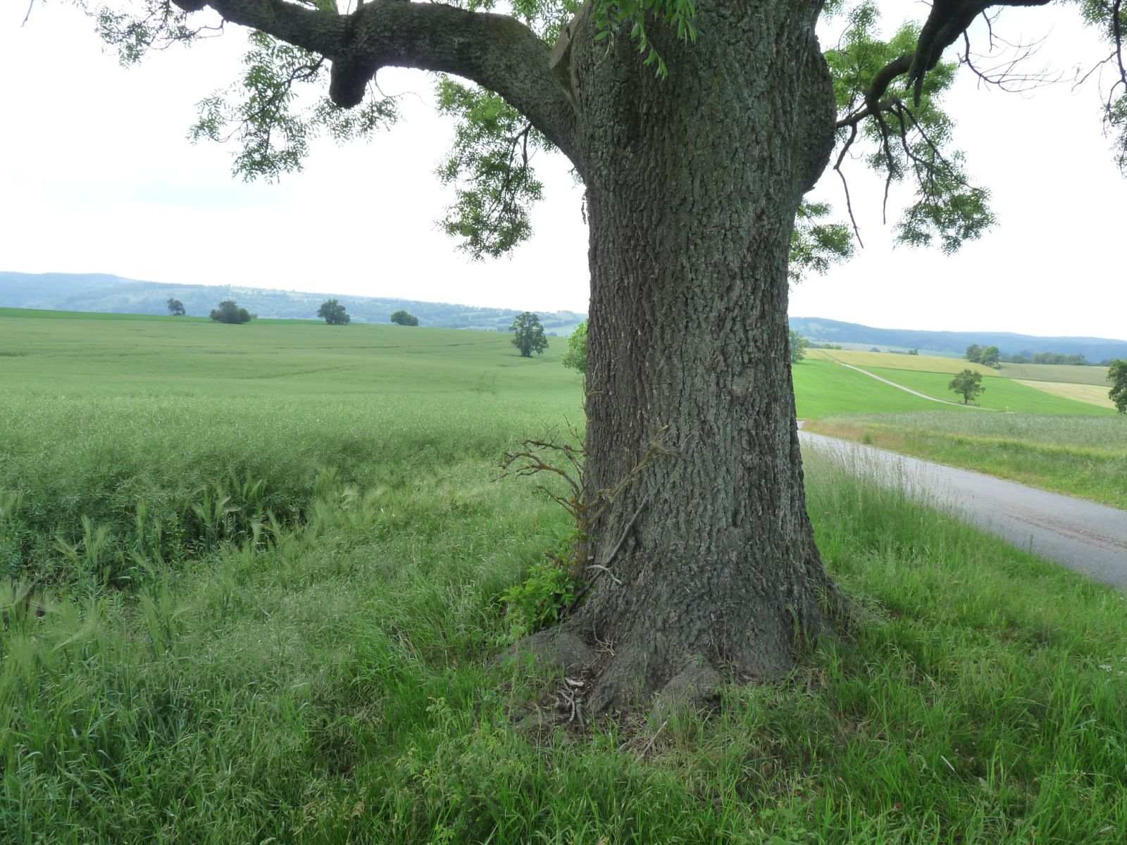 jens154_Esche an der Dittershöhe_Stamm (2024/06)