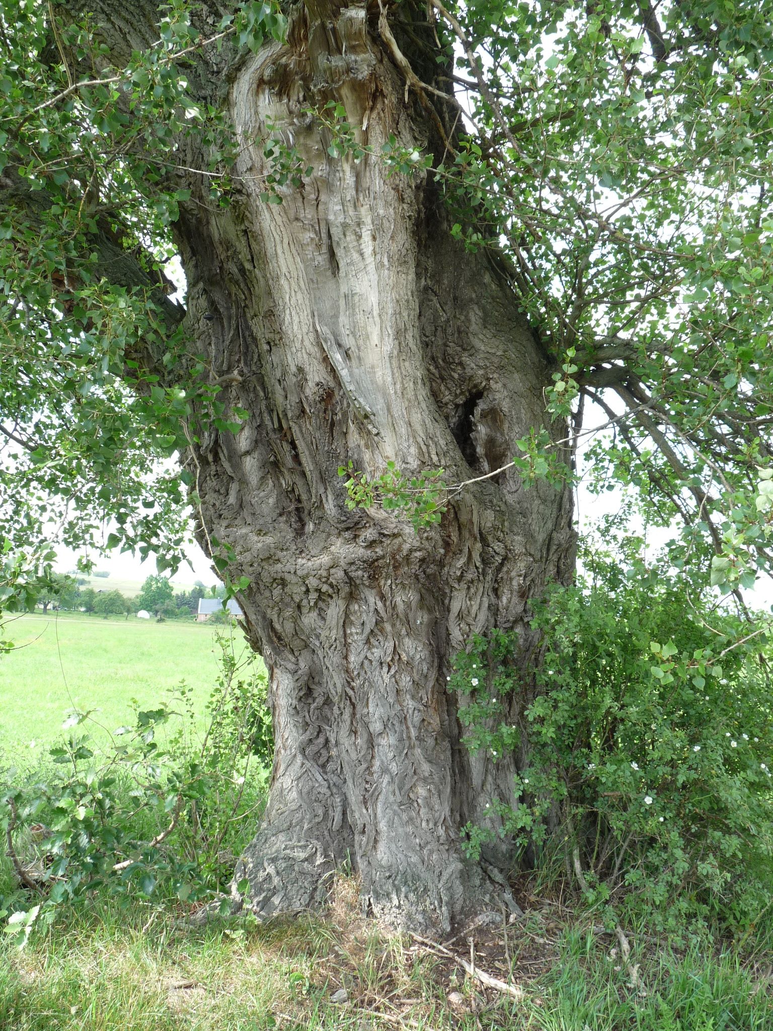 jens155_Schwarzpappel Börnchen_Stamm (2024/06)
