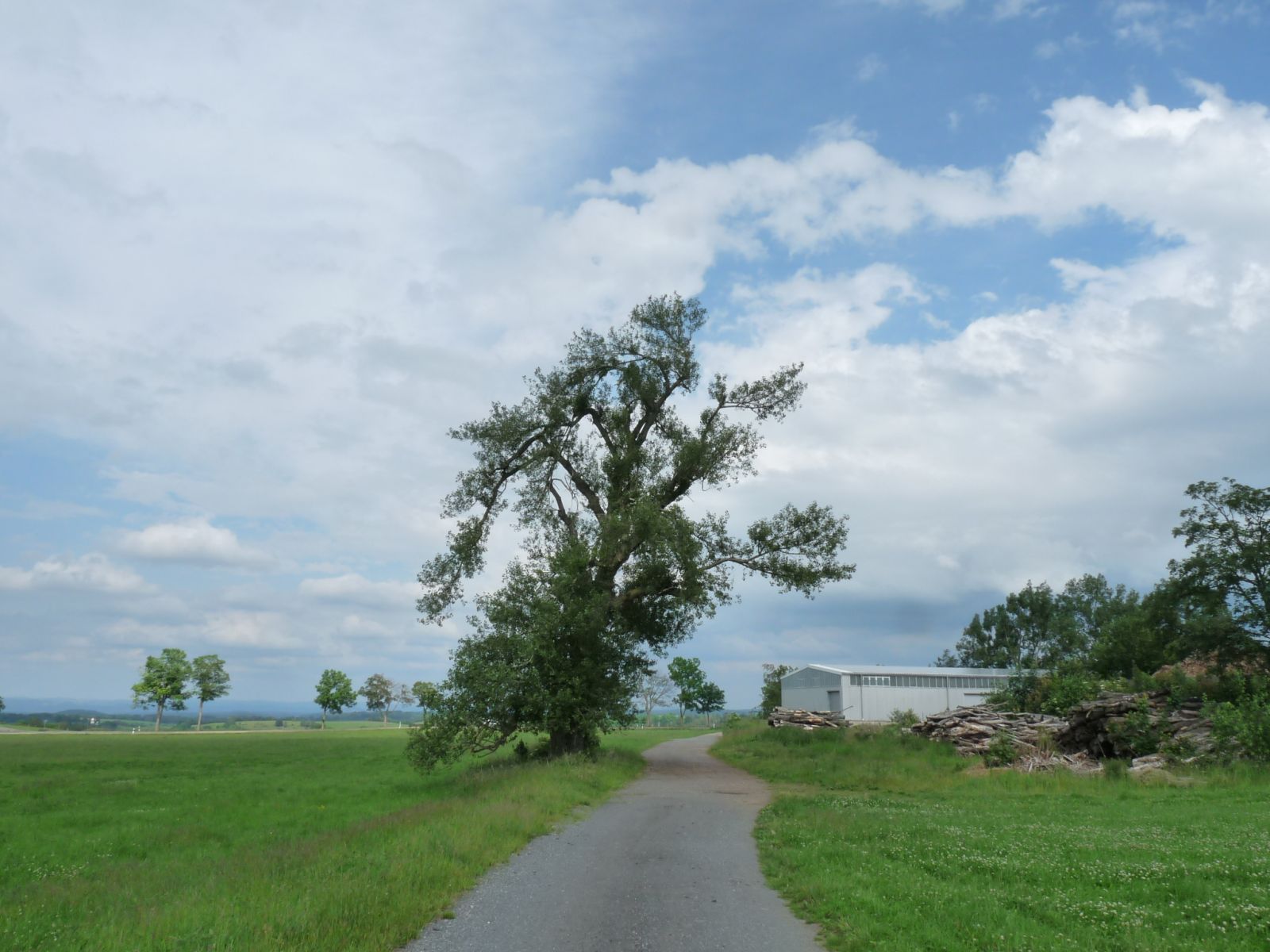 jens155_Schwarzpappel Börnchen_gesamter Baum (2024/06)
