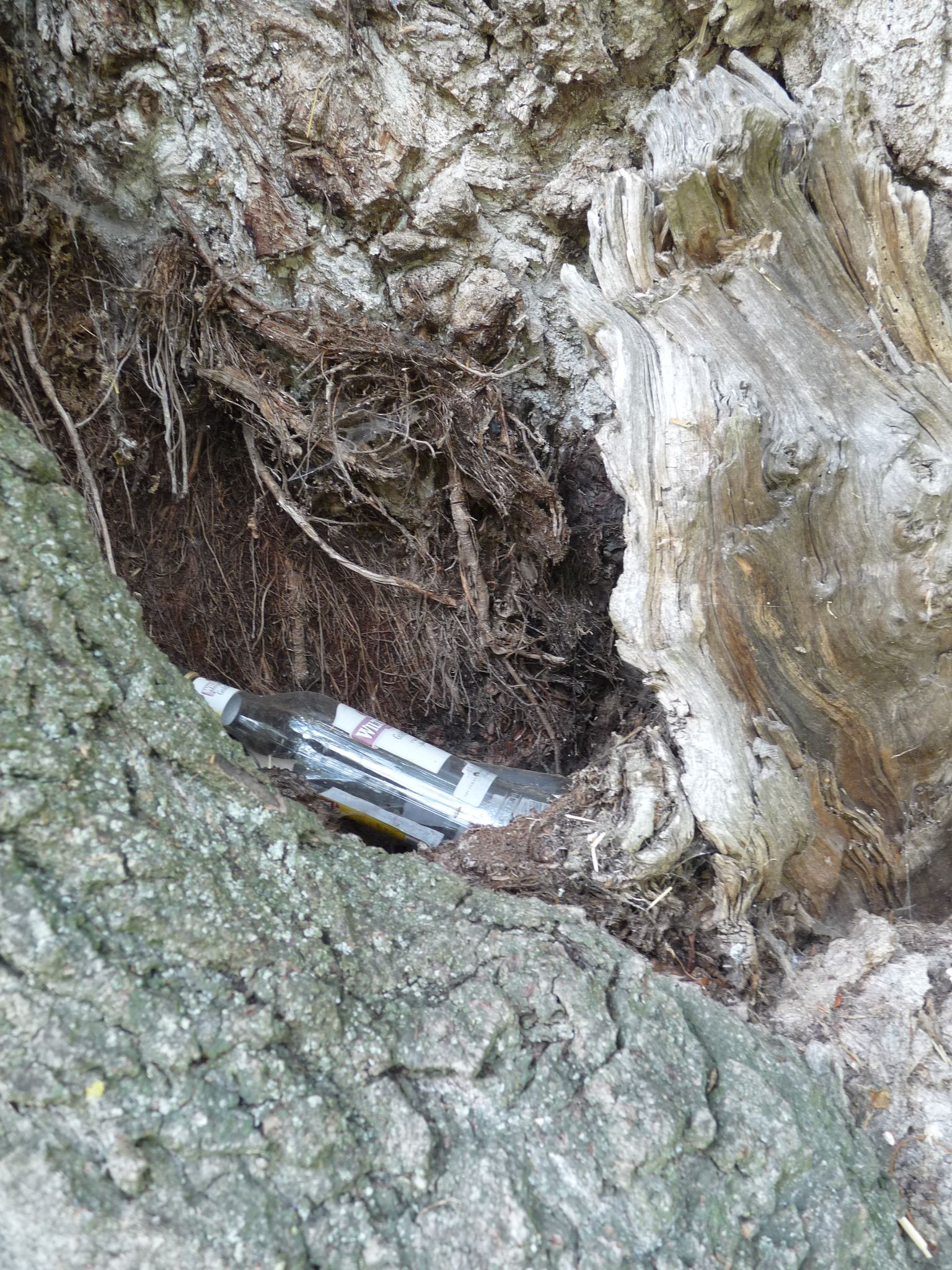 jens155_Schwarzpappel Börnchen_Müllbaumhöhle (2024/06)