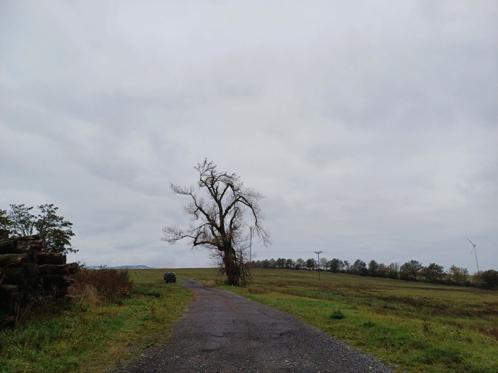 jens155_Schwarzpappel Börnchen (2024/10)