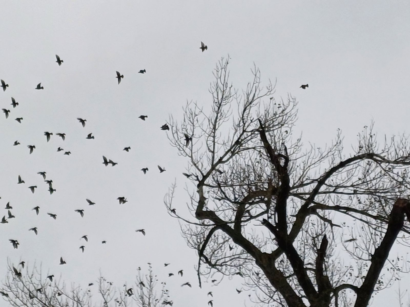 jens155_Schwarzpappel Börnchen_Stare (2024/10)