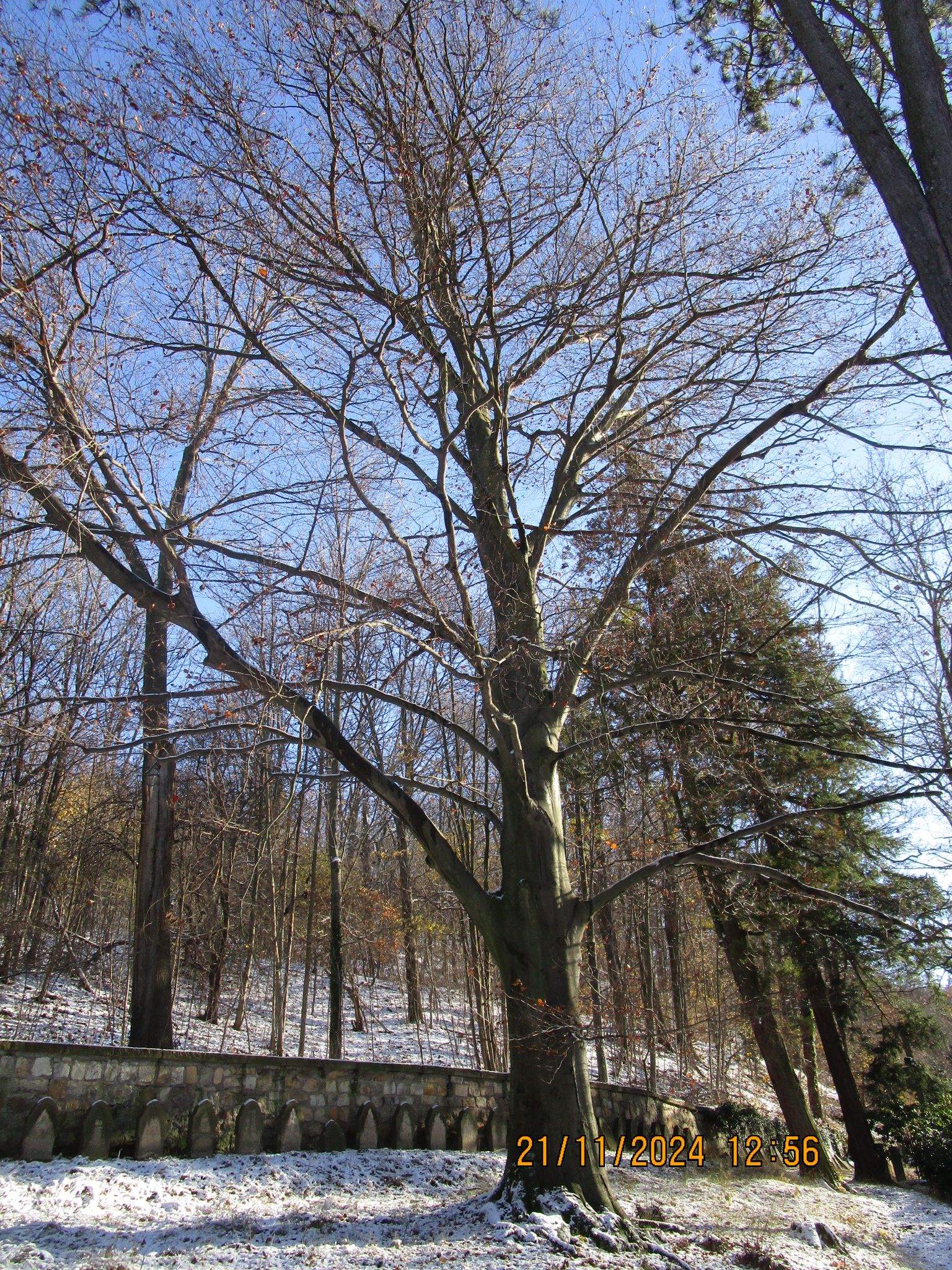 Zwei Rotbuchen auf dem Ehrenhain an der Kirche Bad Gottleuba