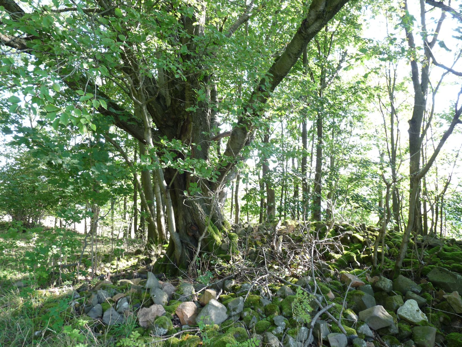 jens167_Vogelkirsche am Luchberg_Standort (2024/09)