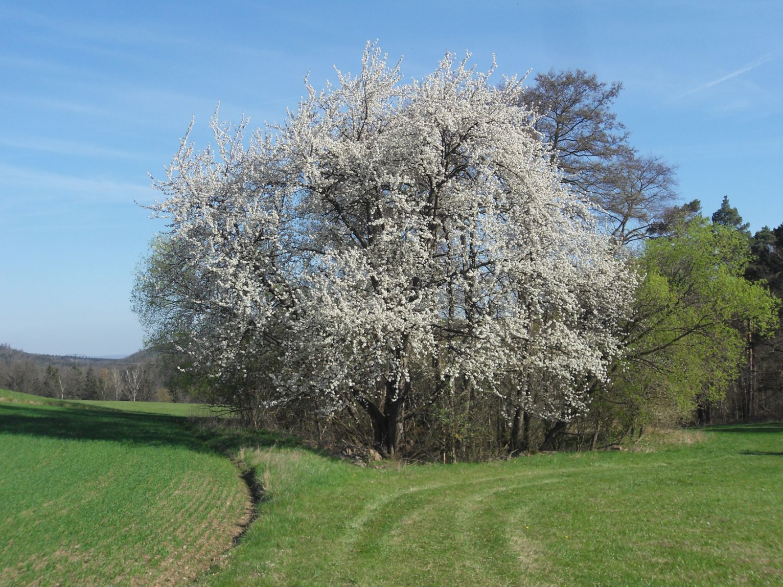 Wildkirsche bei Reinhardtsgrimma (2025)
