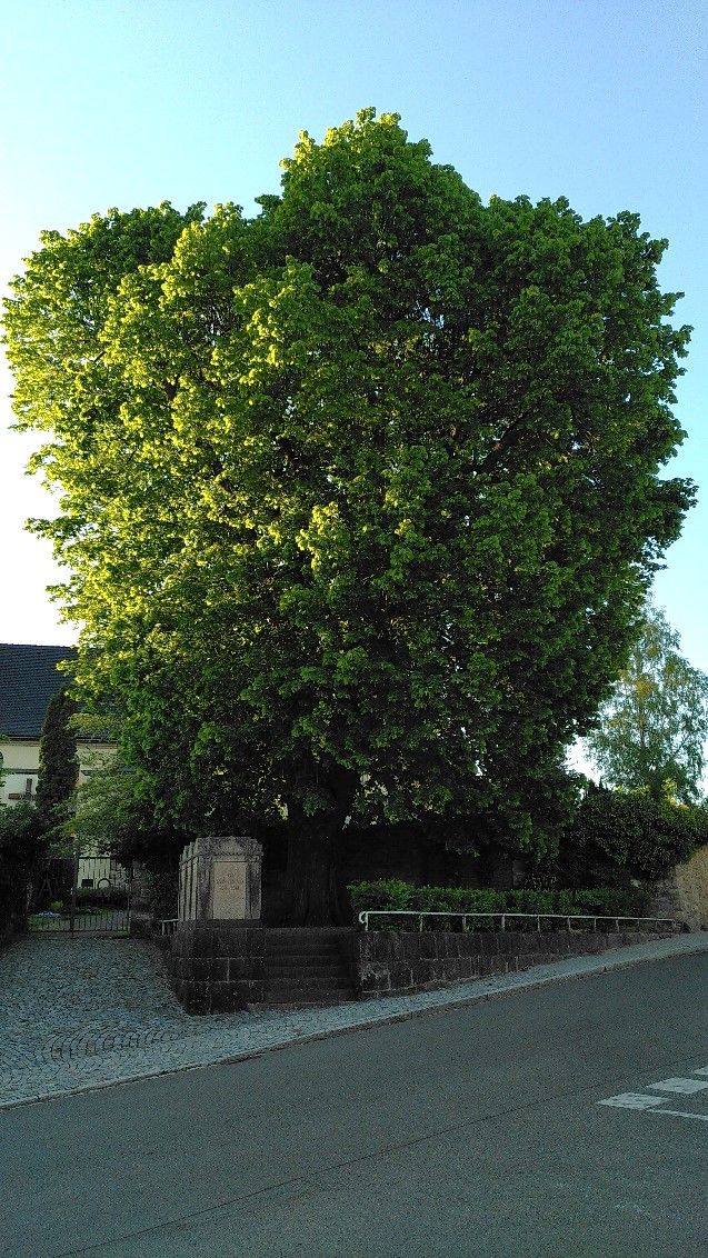 Kriegerlinde am Friedhof in Niederbobritzsch