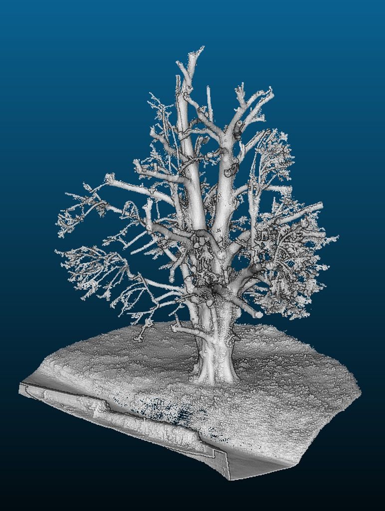 wrk048/MS078_Sommerlinde am Jagdschloss in Herzogswalde (2022)