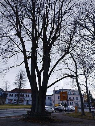 Linde an der Wallstraße