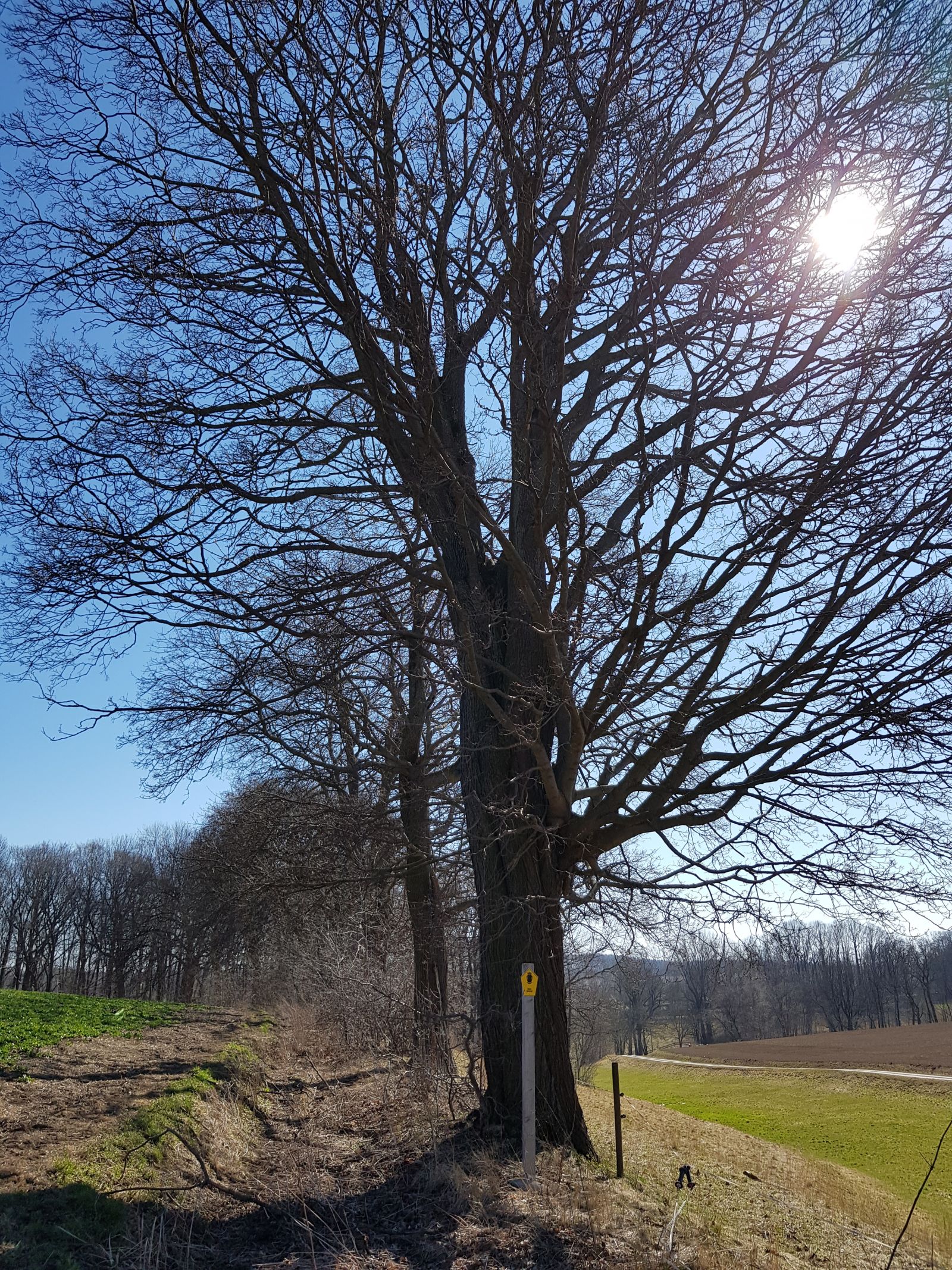 fg 017 Ahornreihe Memmendorf 04
Spitzahorn
Baum Frühjahr ohne Laub