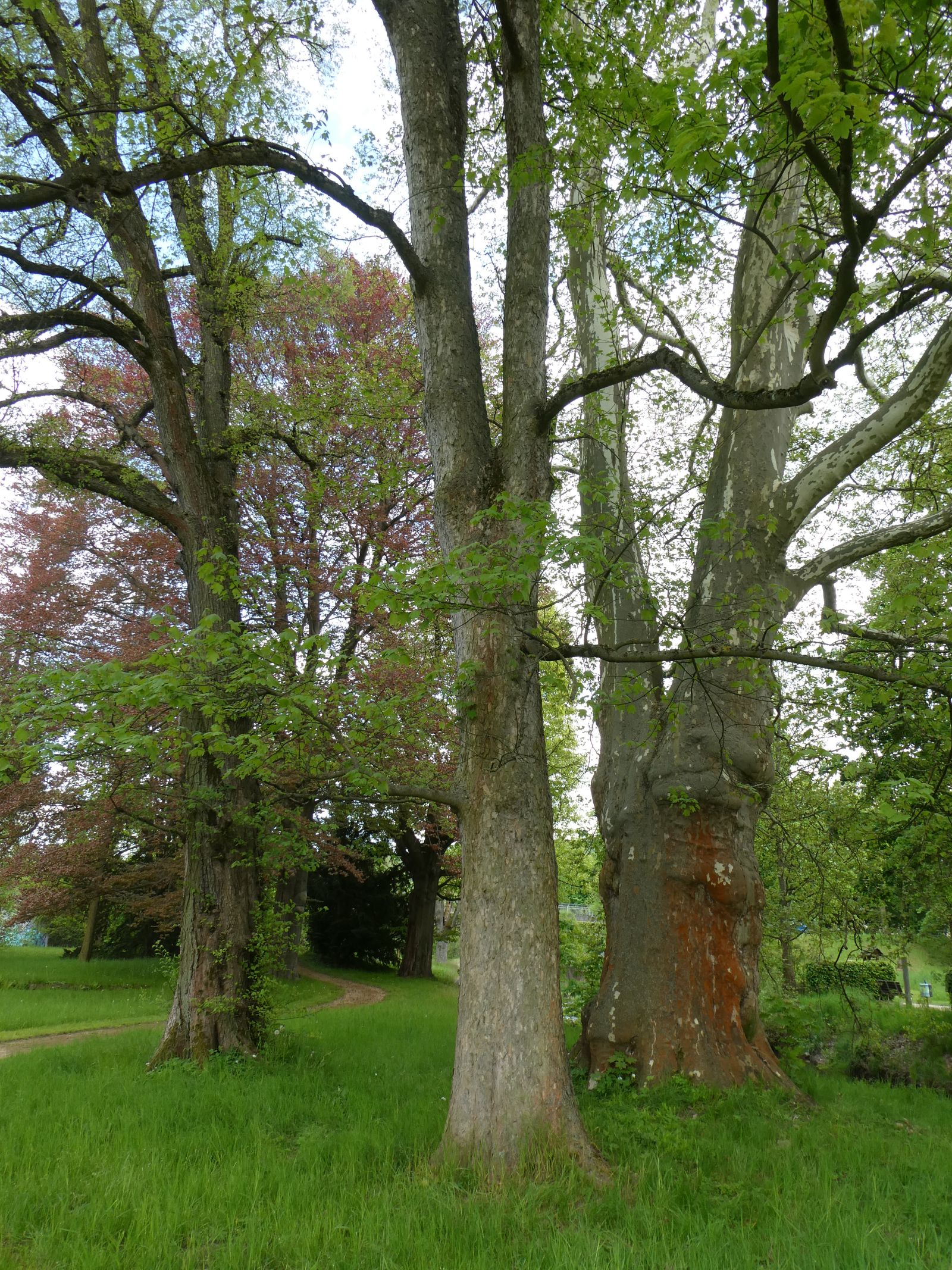 Berg-Ahorn im Heilsberger Park