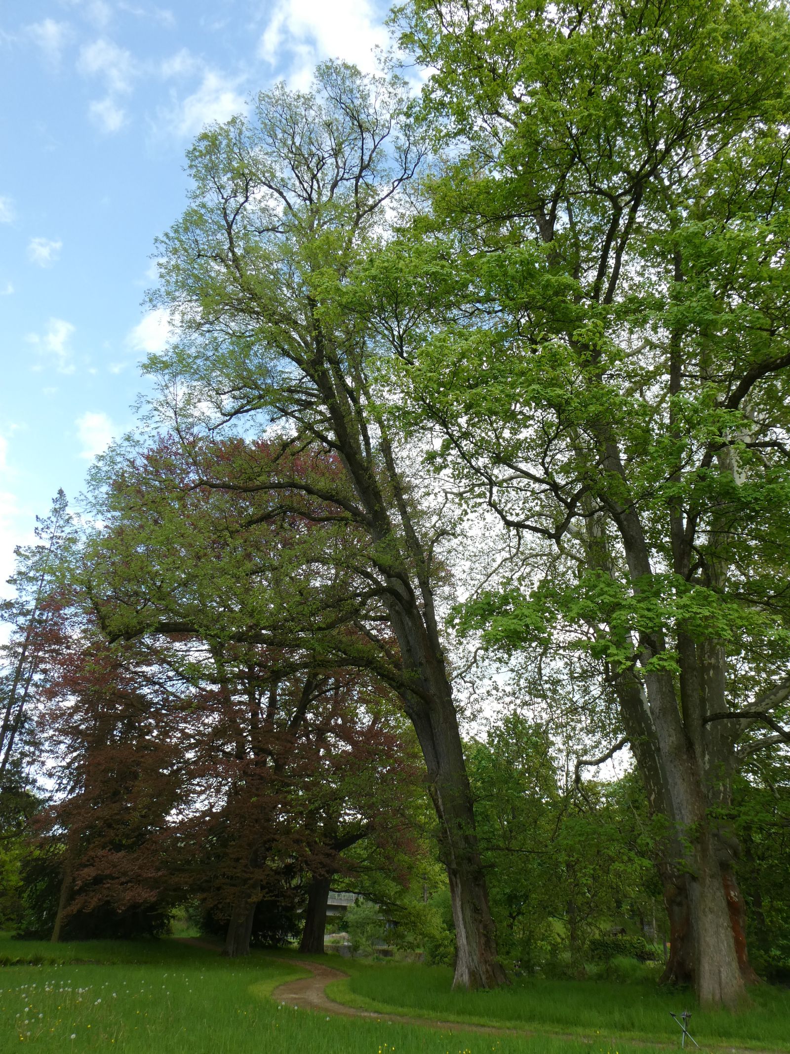 Flatter-Ulme im Heilsberger Park