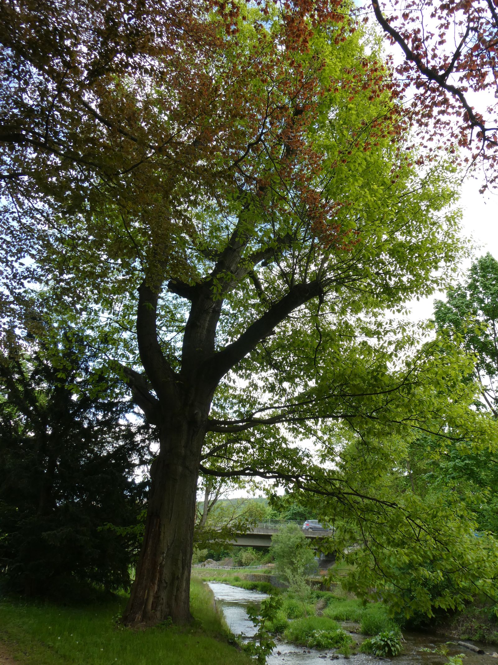 Rot-Eiche im Heilsberger Park