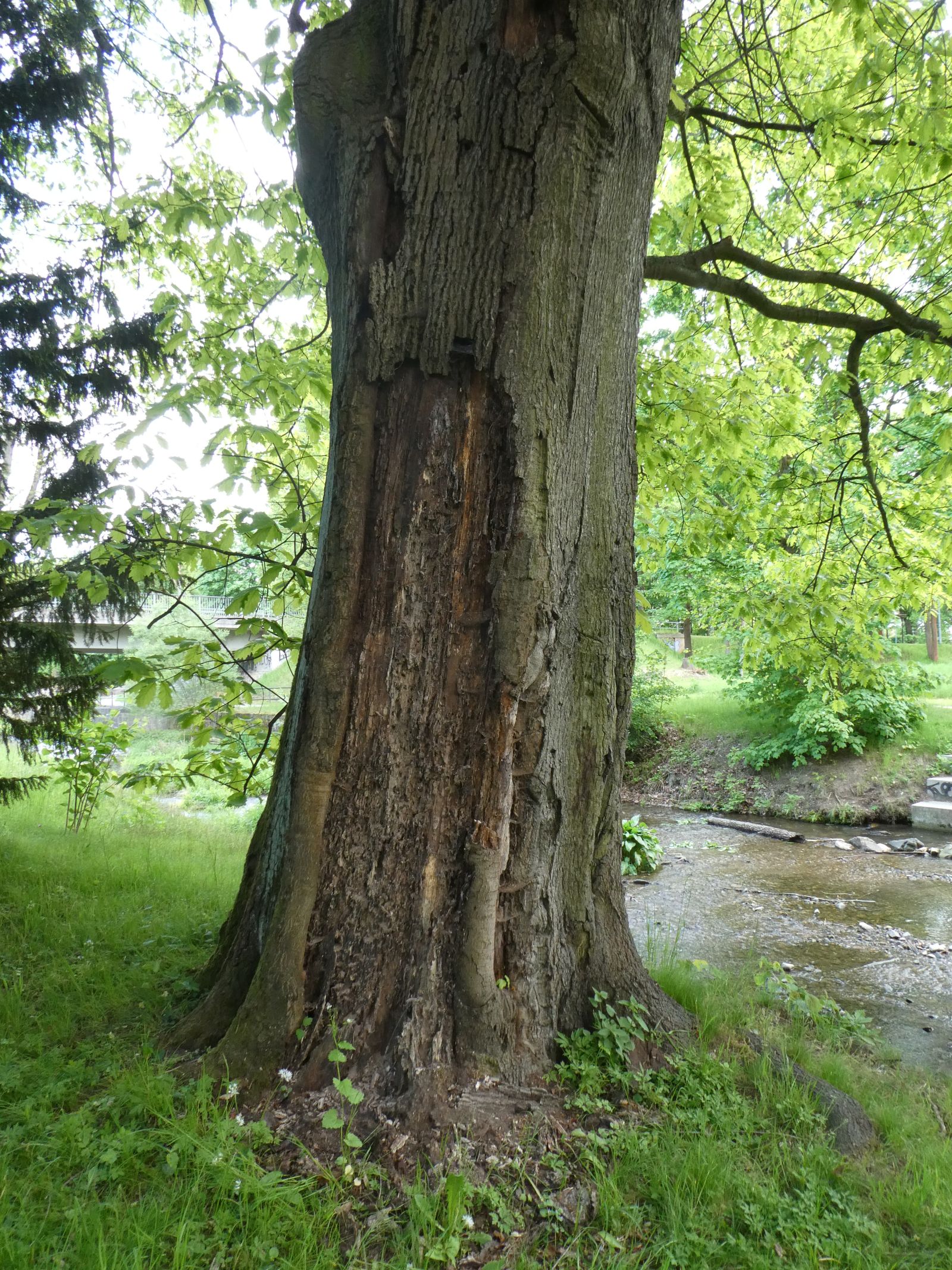 Rot-Eiche im Heilsberger Park / Stamm