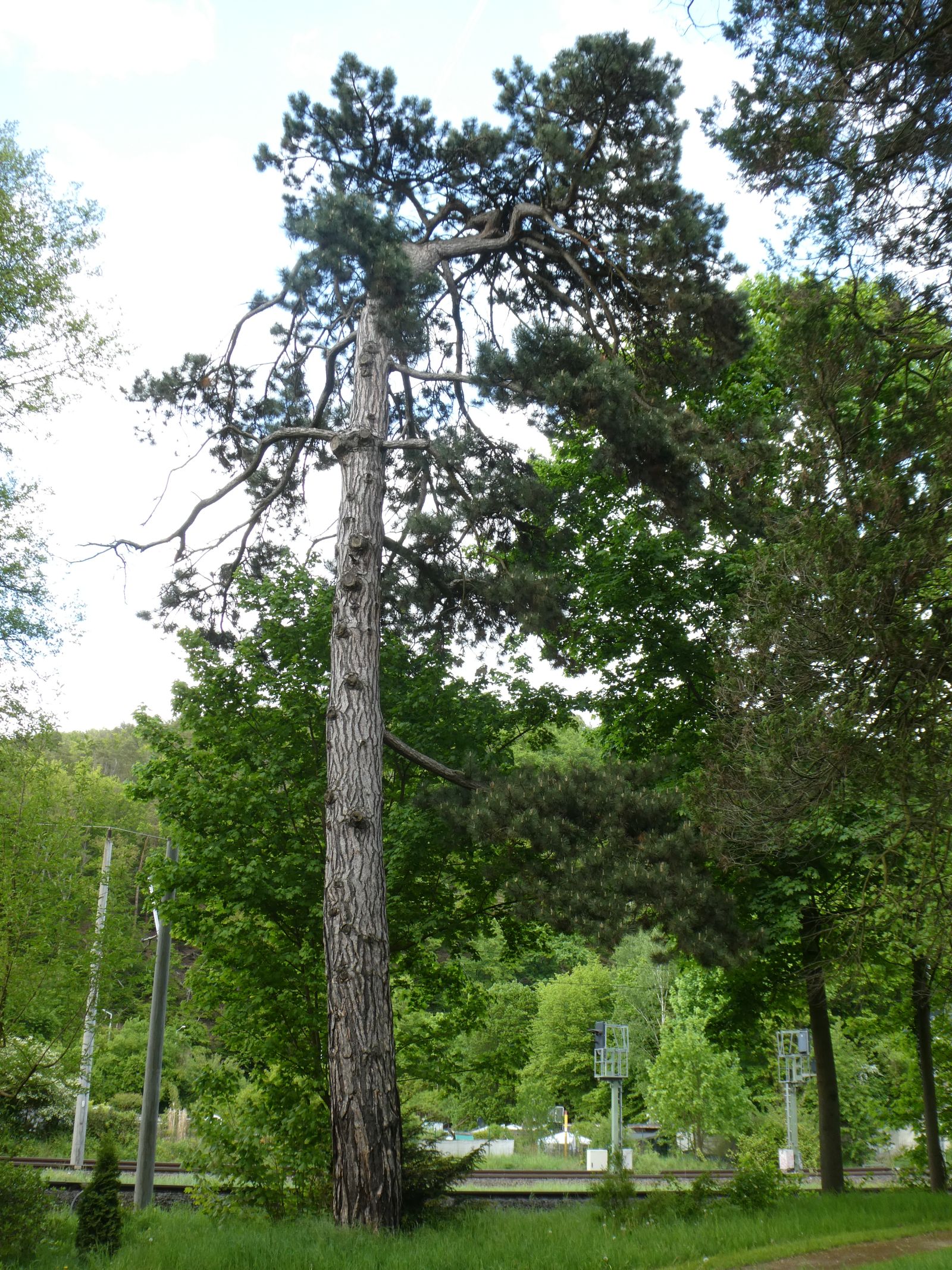 Schwarz-Kiefer im Heilsberger Park