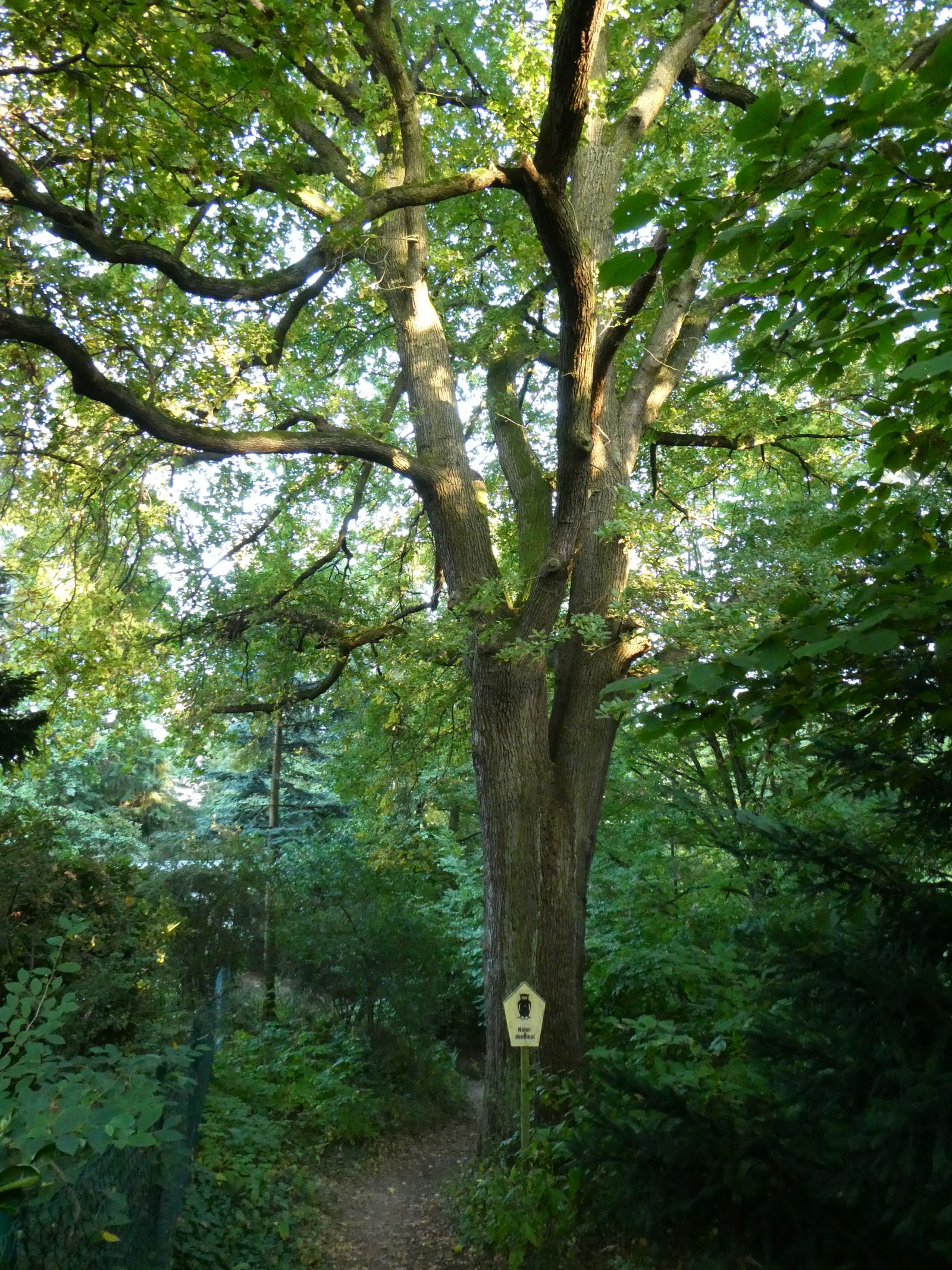 Stiel-Eiche an der Weinbergsiedlung in Freital-Hainsberg