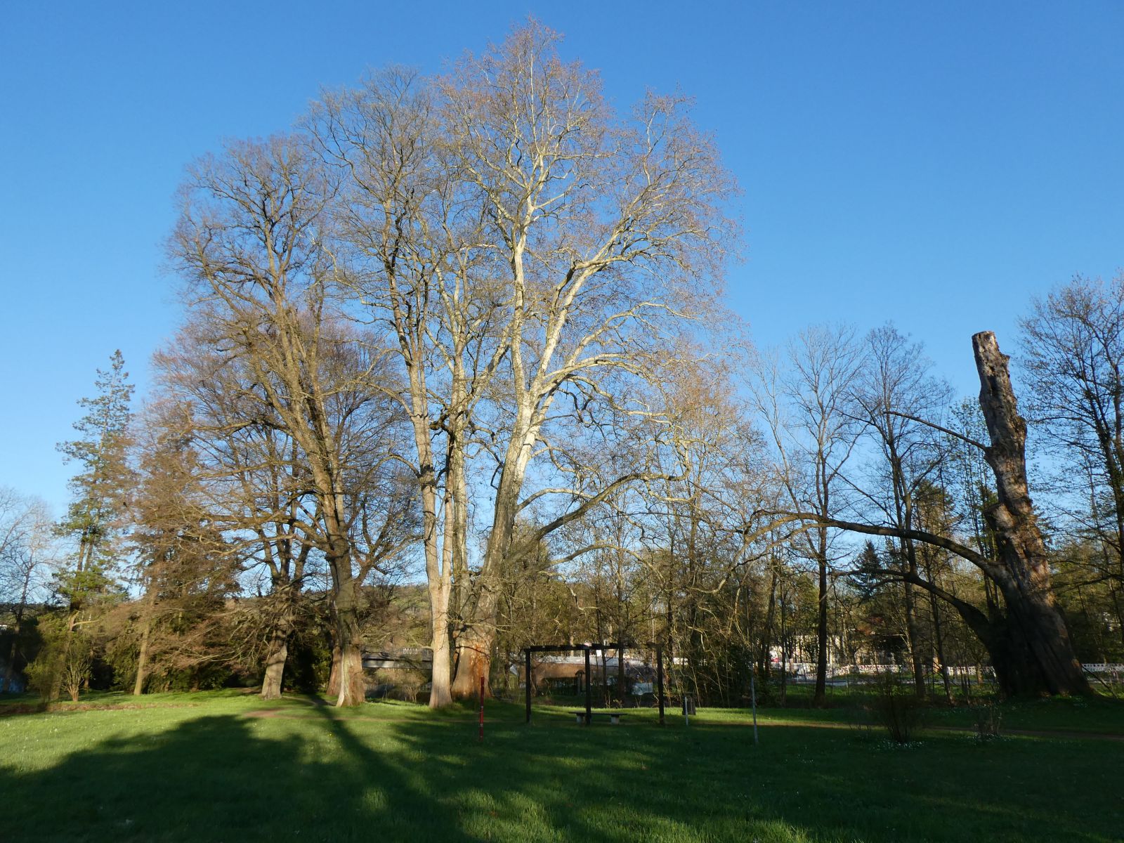 Berg-Ahorn im Heilsberger Park