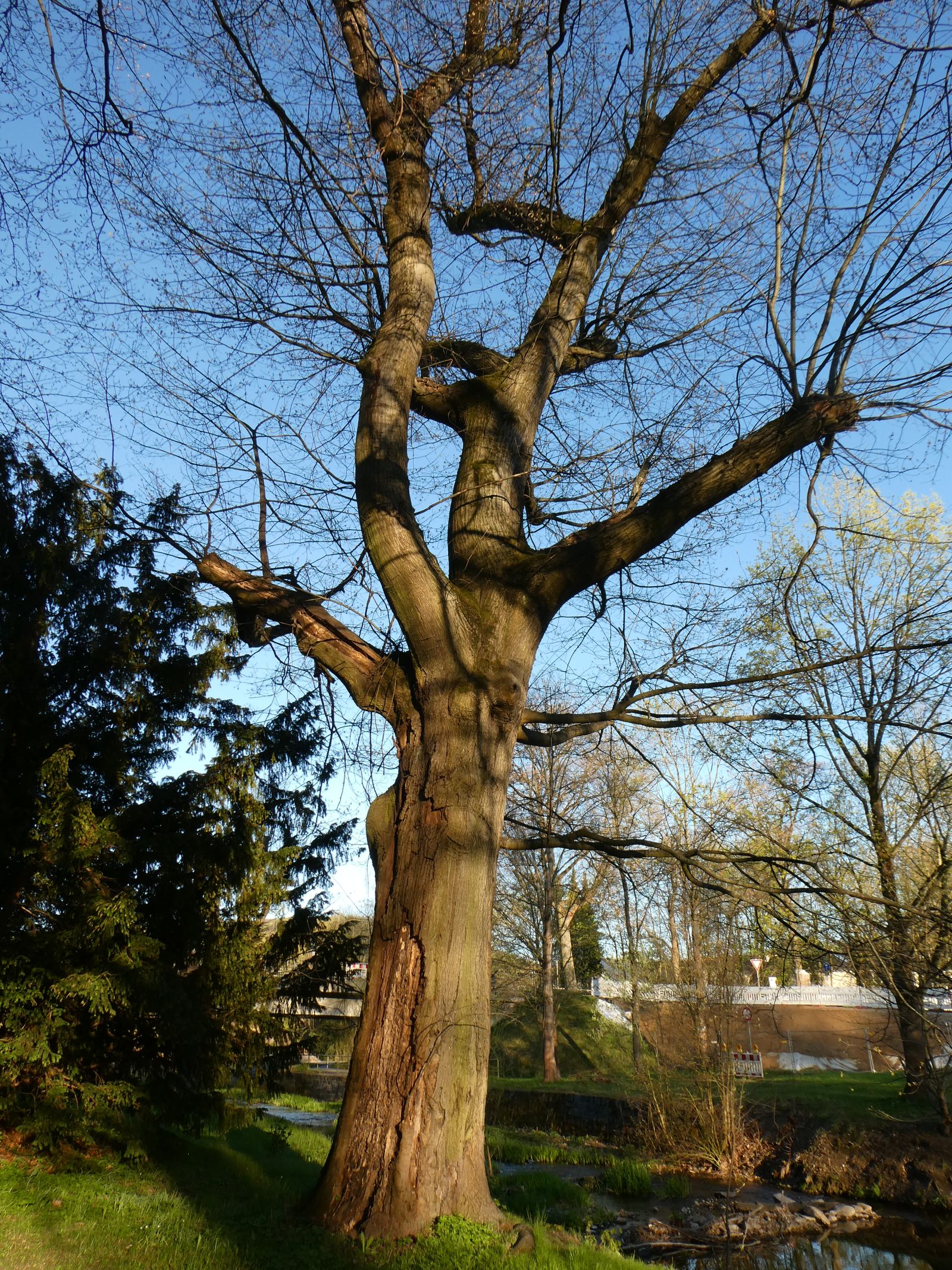 Rot-Eiche im Heilsberger Park