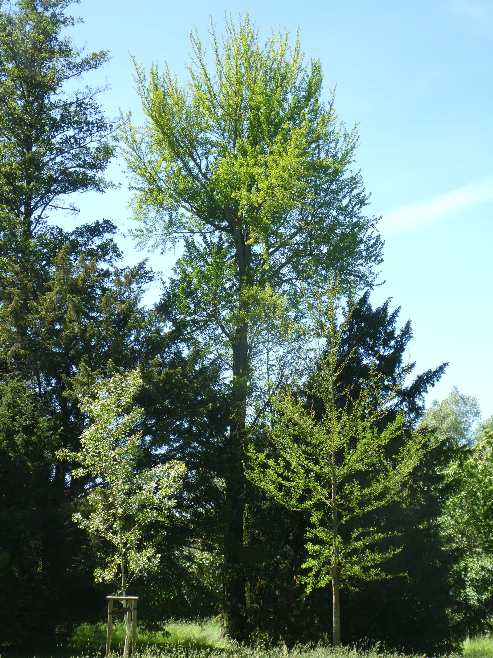 Ginkgo im Heilsberger Park