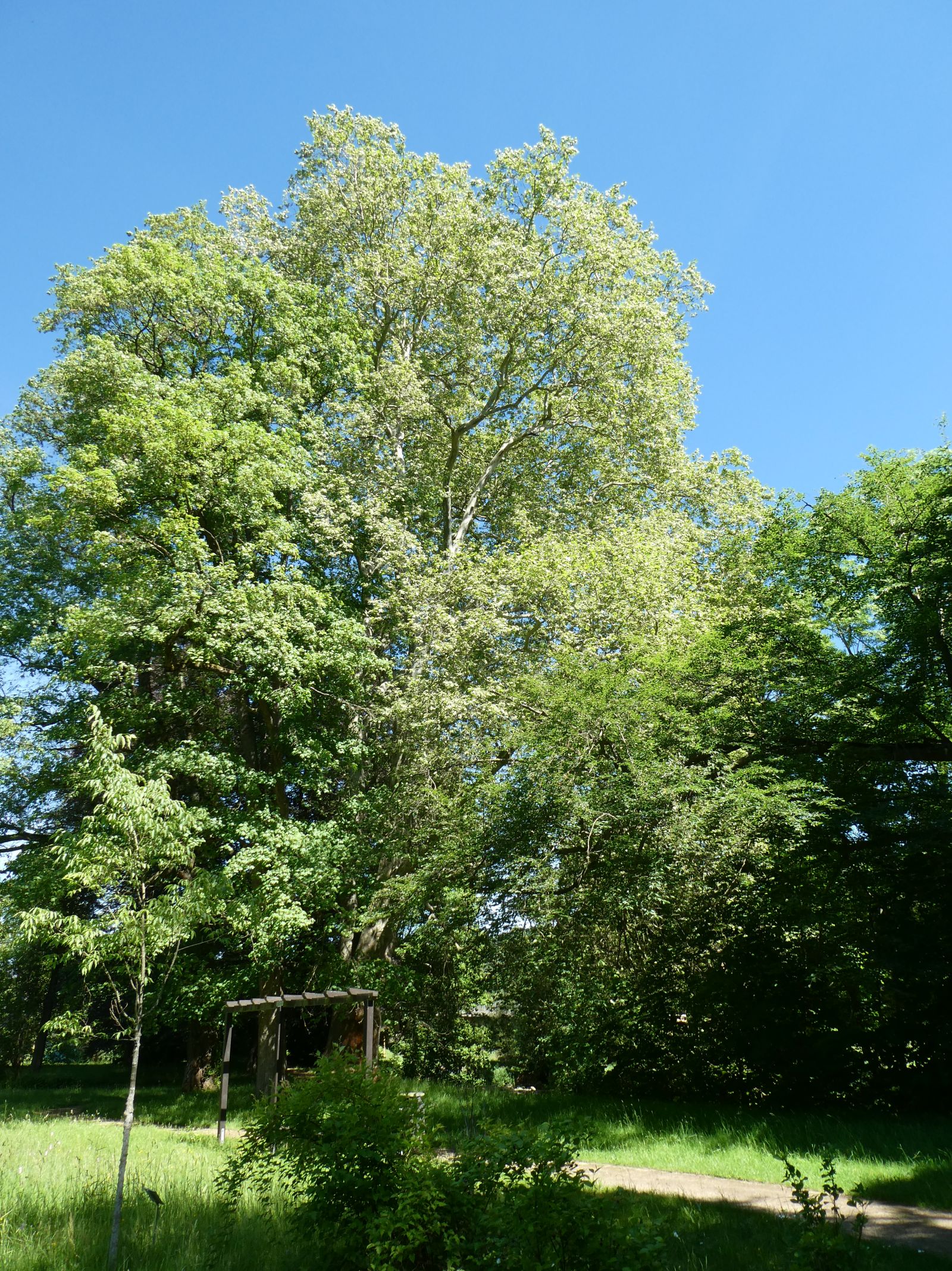 Platane im Heilsberger Park, Freital
