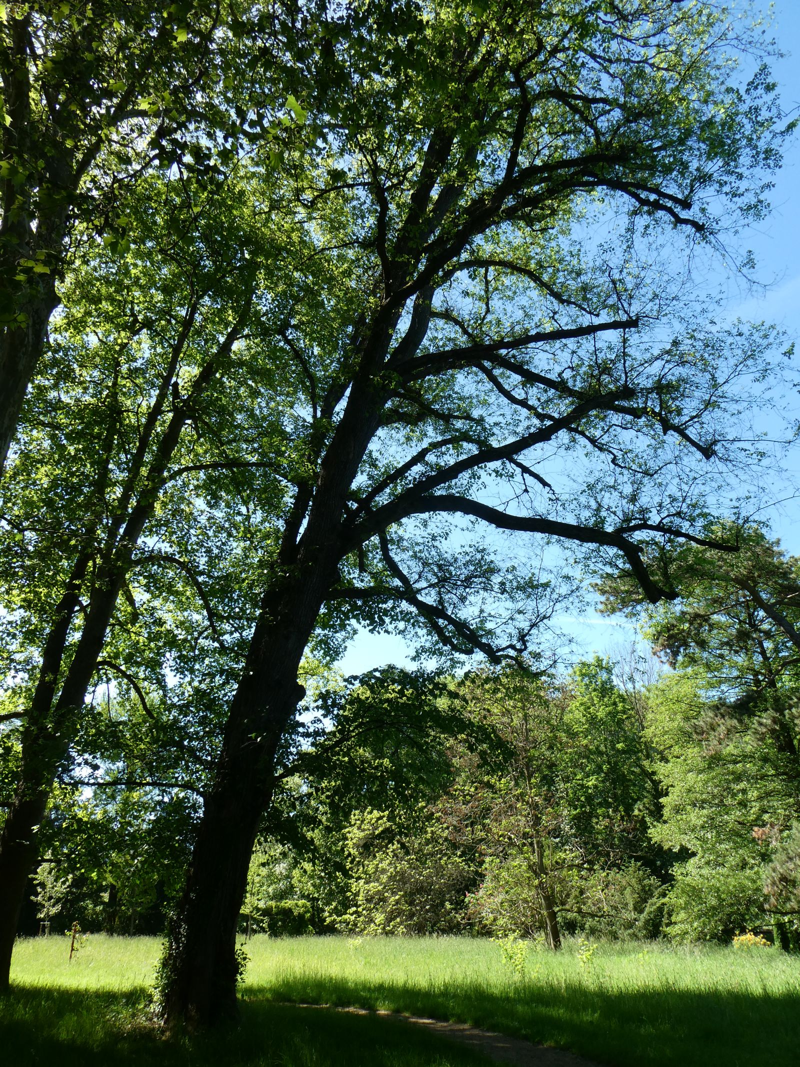 Flatter-Ulme im Heilsberger Park