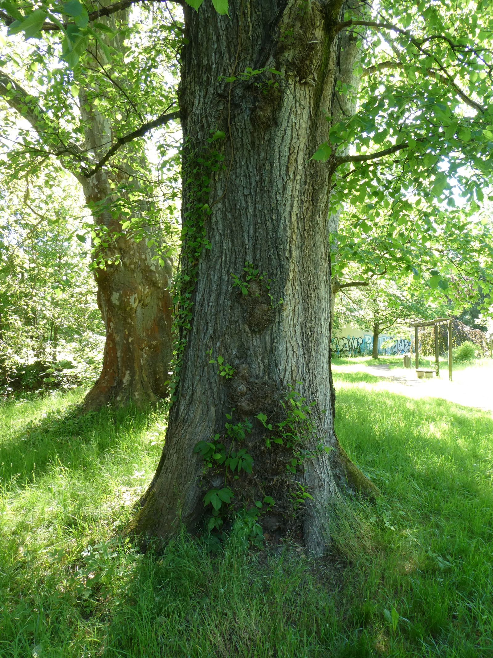 Flatter-Ulme im Heilsberger Park