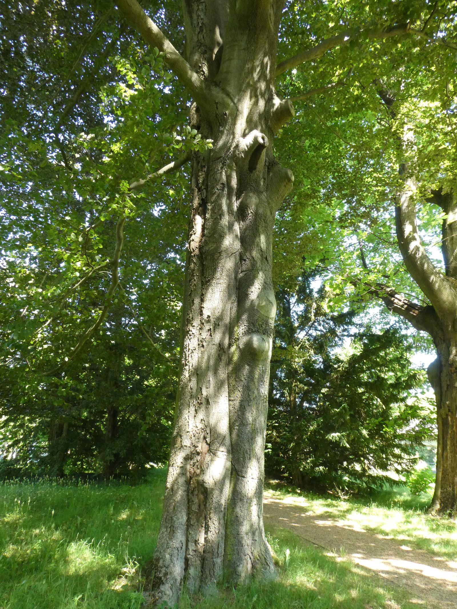 Blut-Buche im Heilsberger Park
