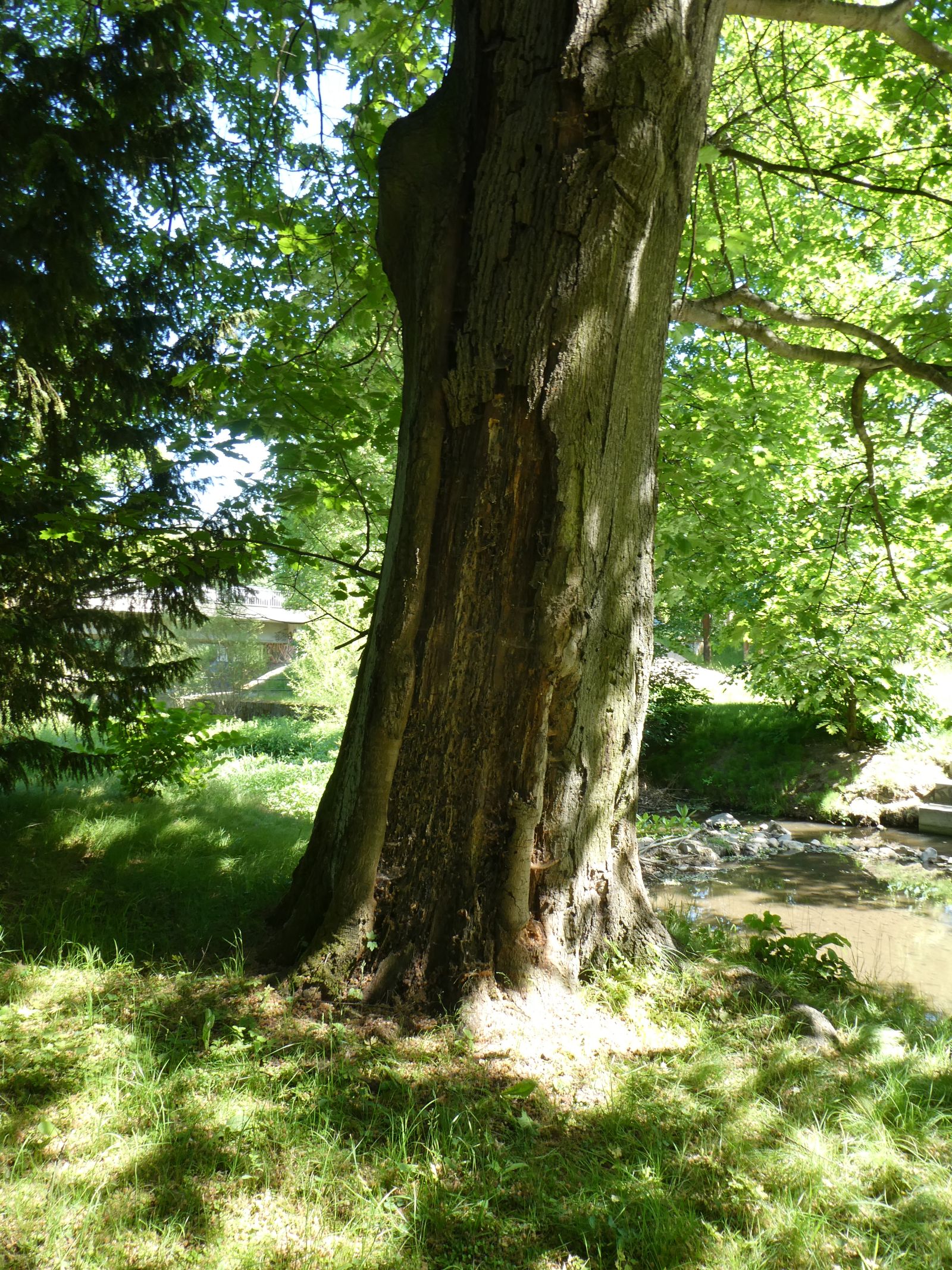 Rot-Eiche im Heilsberger Park