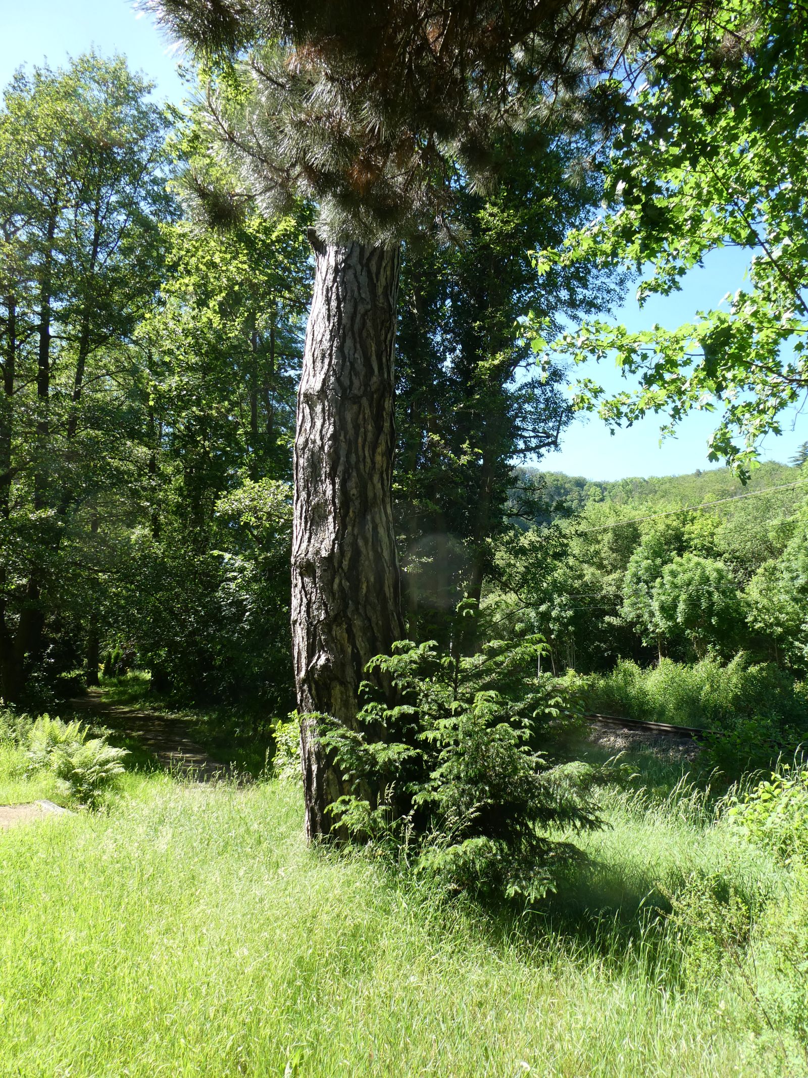 Schwarz-Kiefer im Heilsberger Park