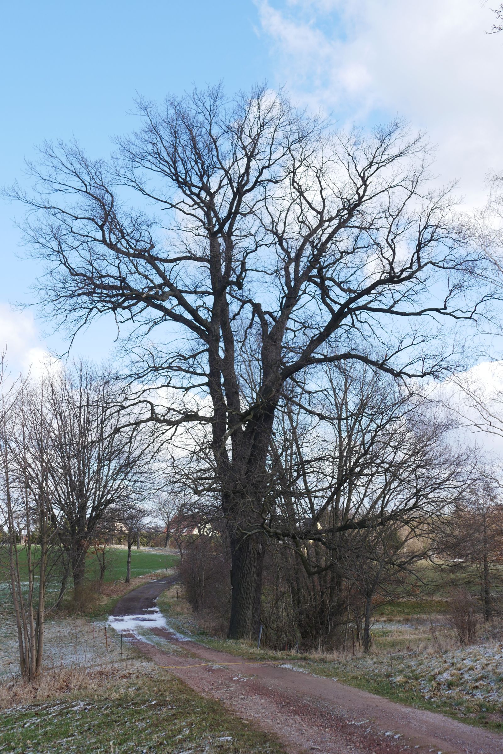 Eiche an der Alten Poststraße Reinholdshain - Elend
