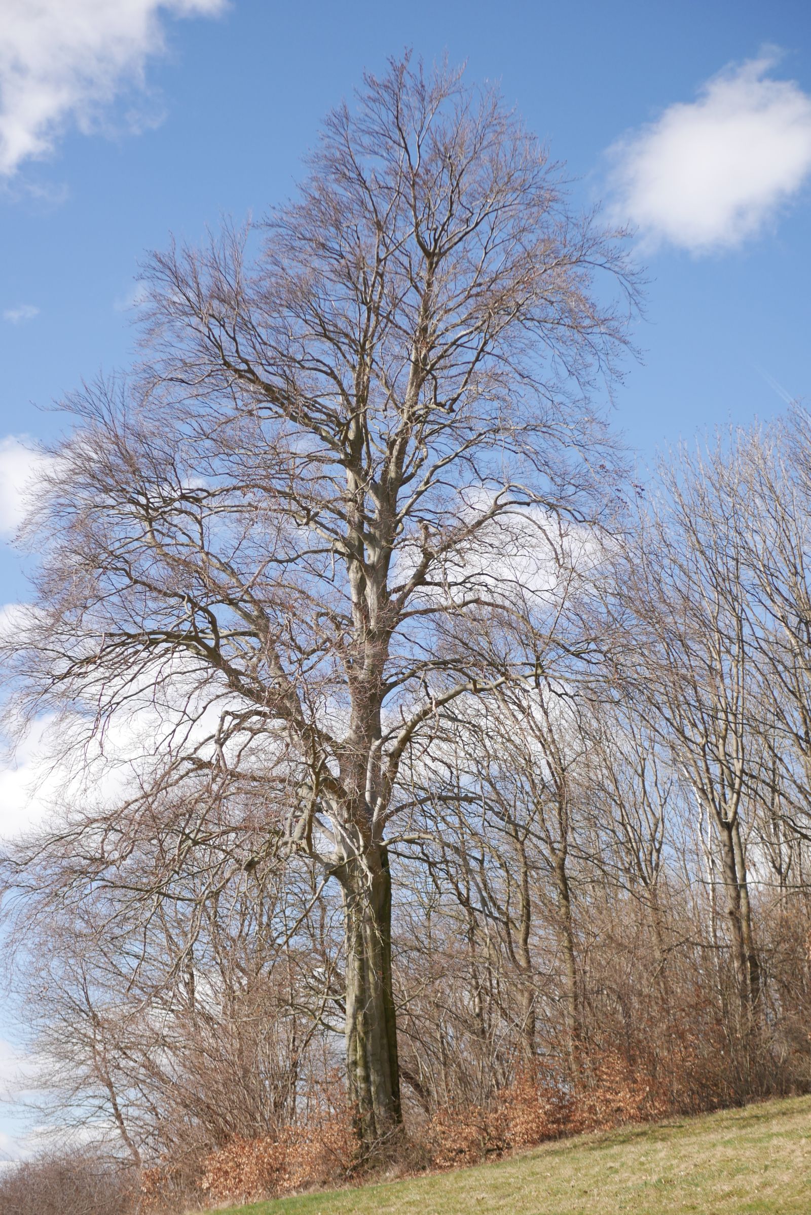 Buche am Luchberg I (Südsüdost-Rand)