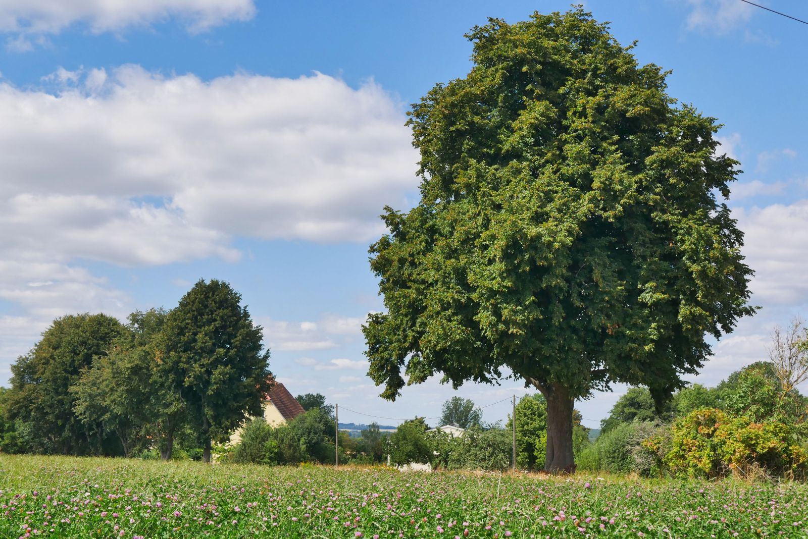 AL009_Linde an der Alten Schäferei Elend_Gesamtfoto