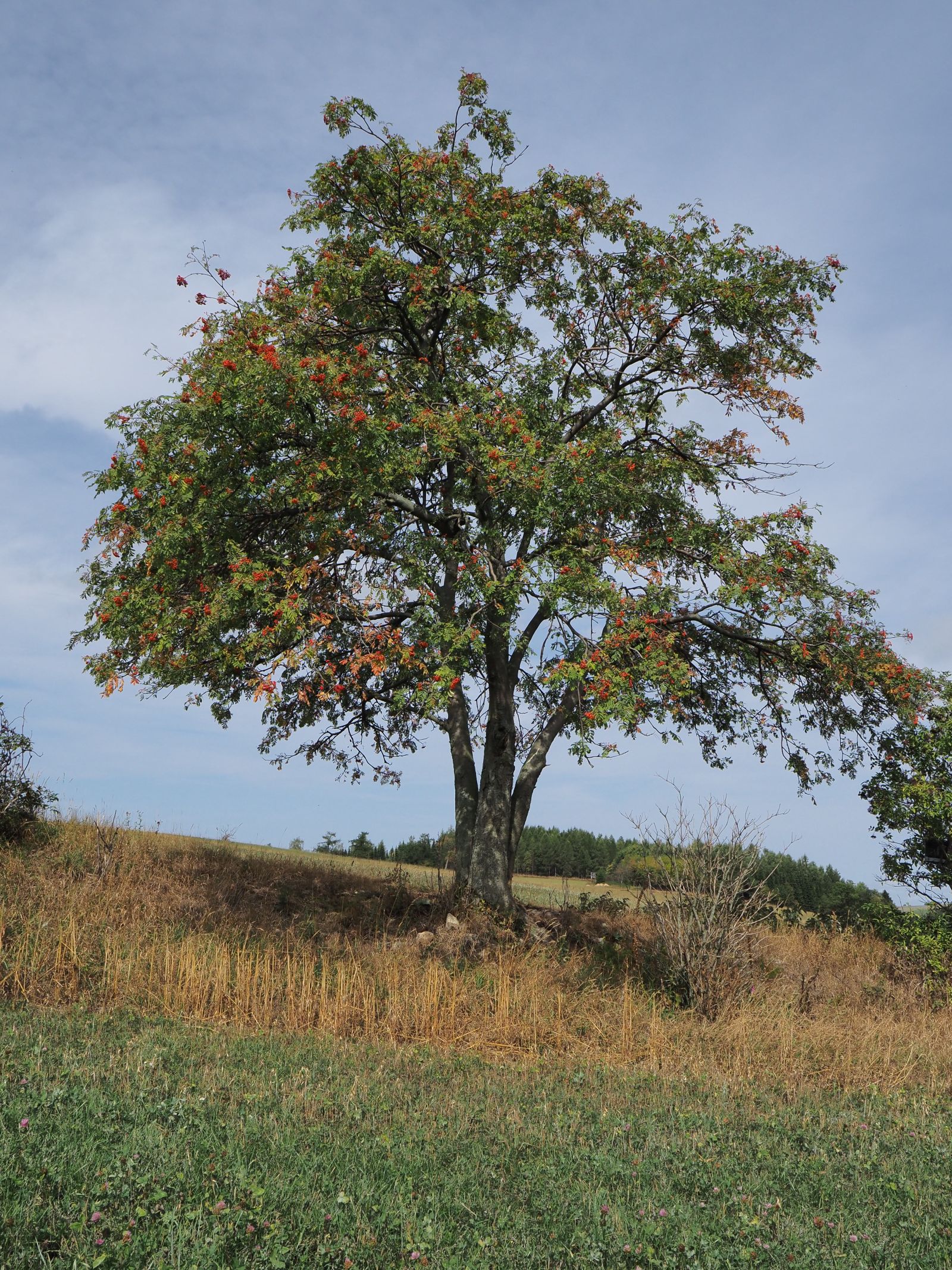 Eberesche im Gimlitztal, Roloff 2020
