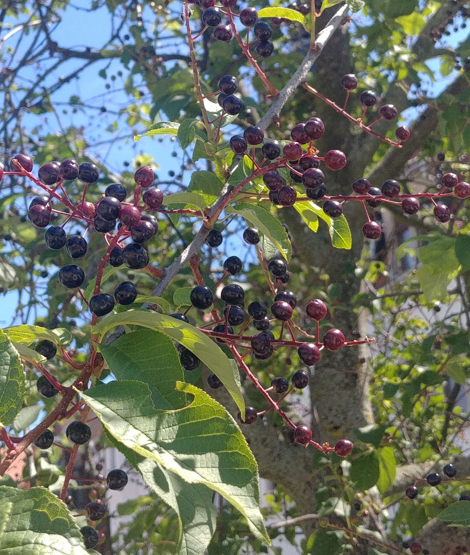 Früchte der Auwald-Traubenkirsche