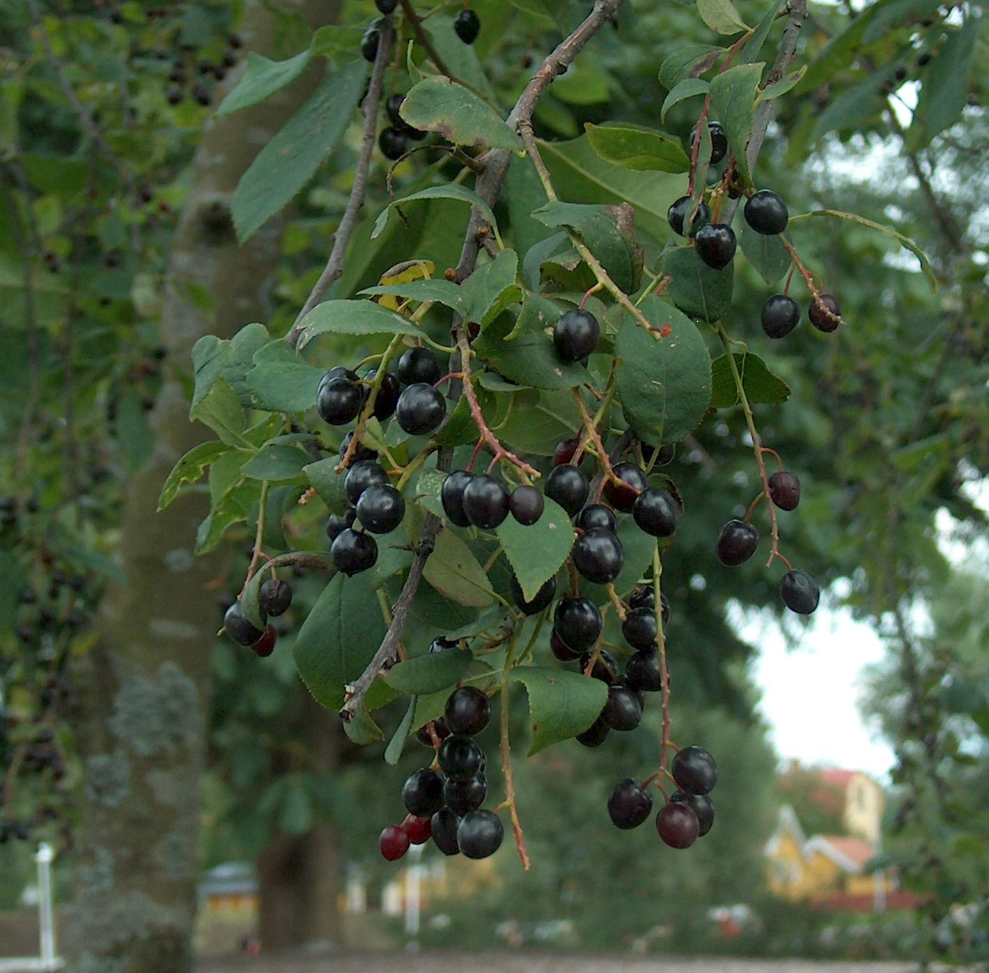 Bild: Anneli Salo/wikimedia (Ausschnitt)