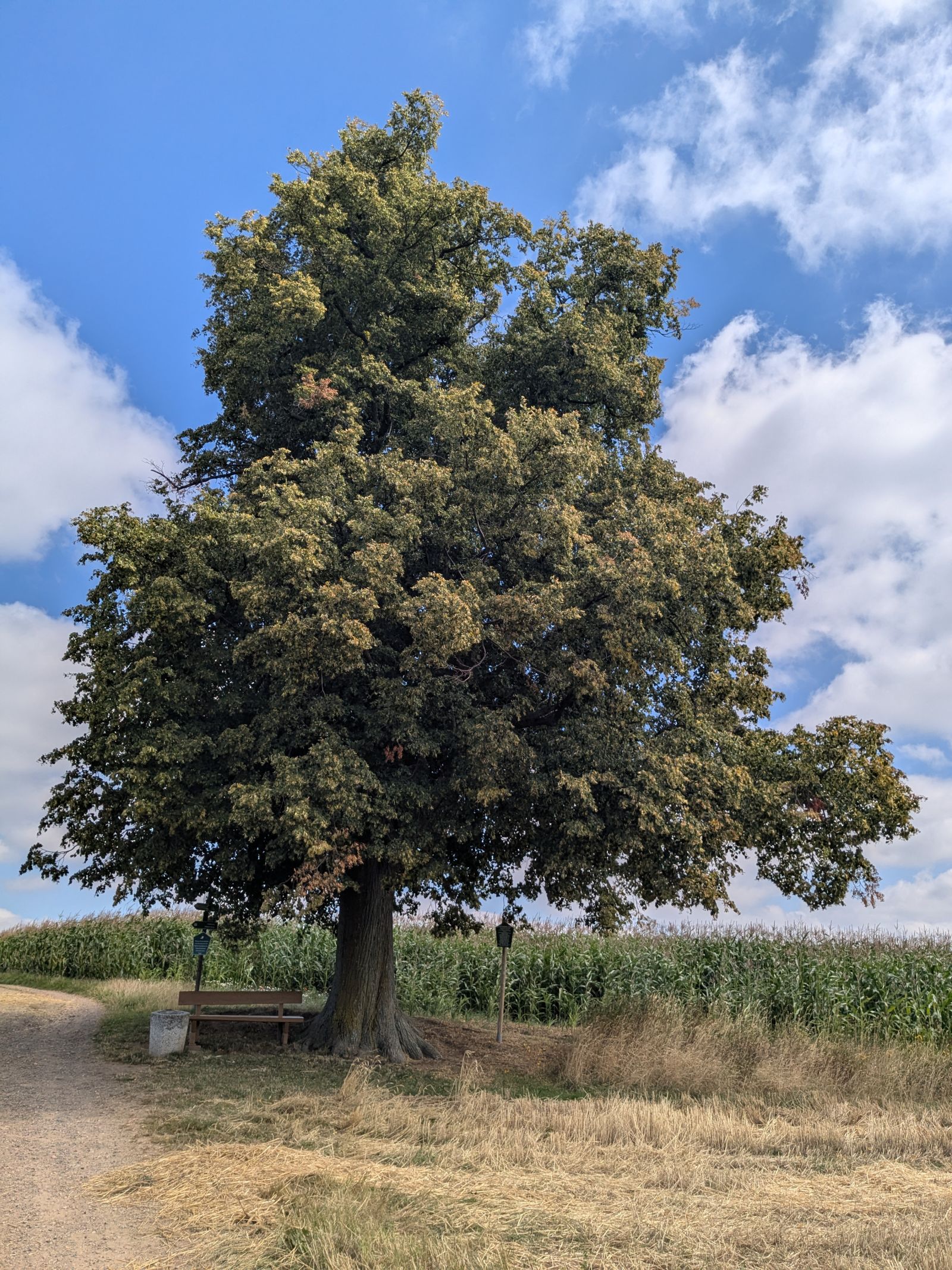 Cunnersdorfer Linde