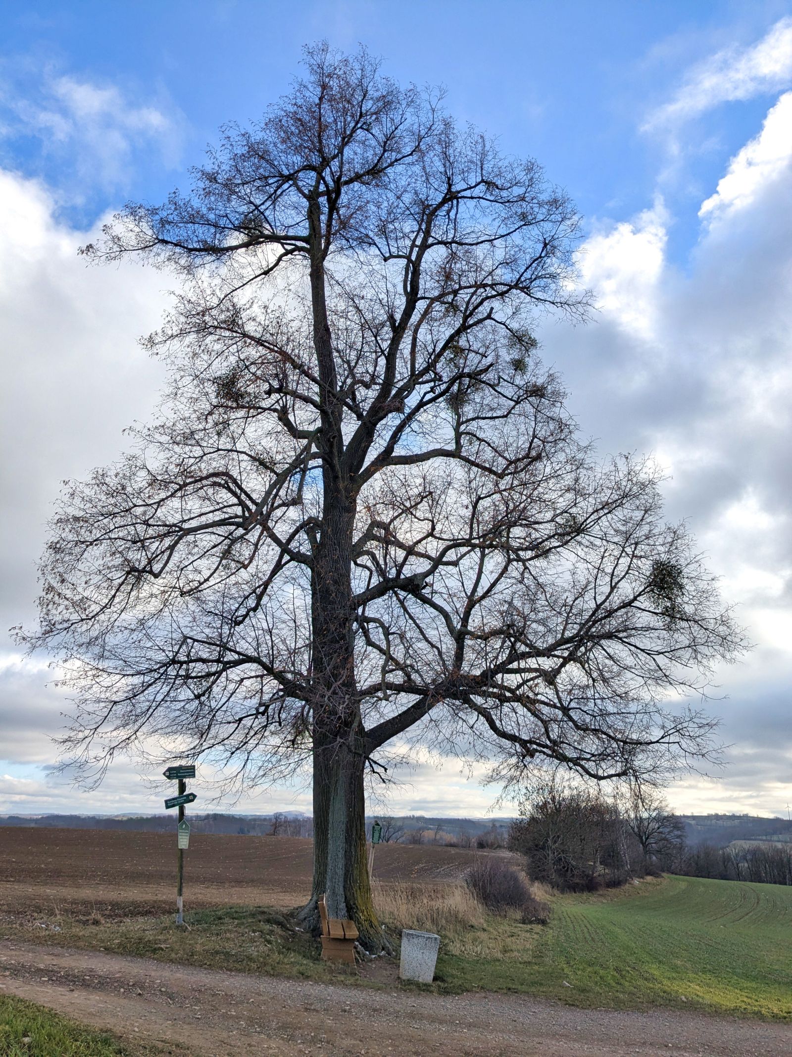 Cunnersdorfer Linde
