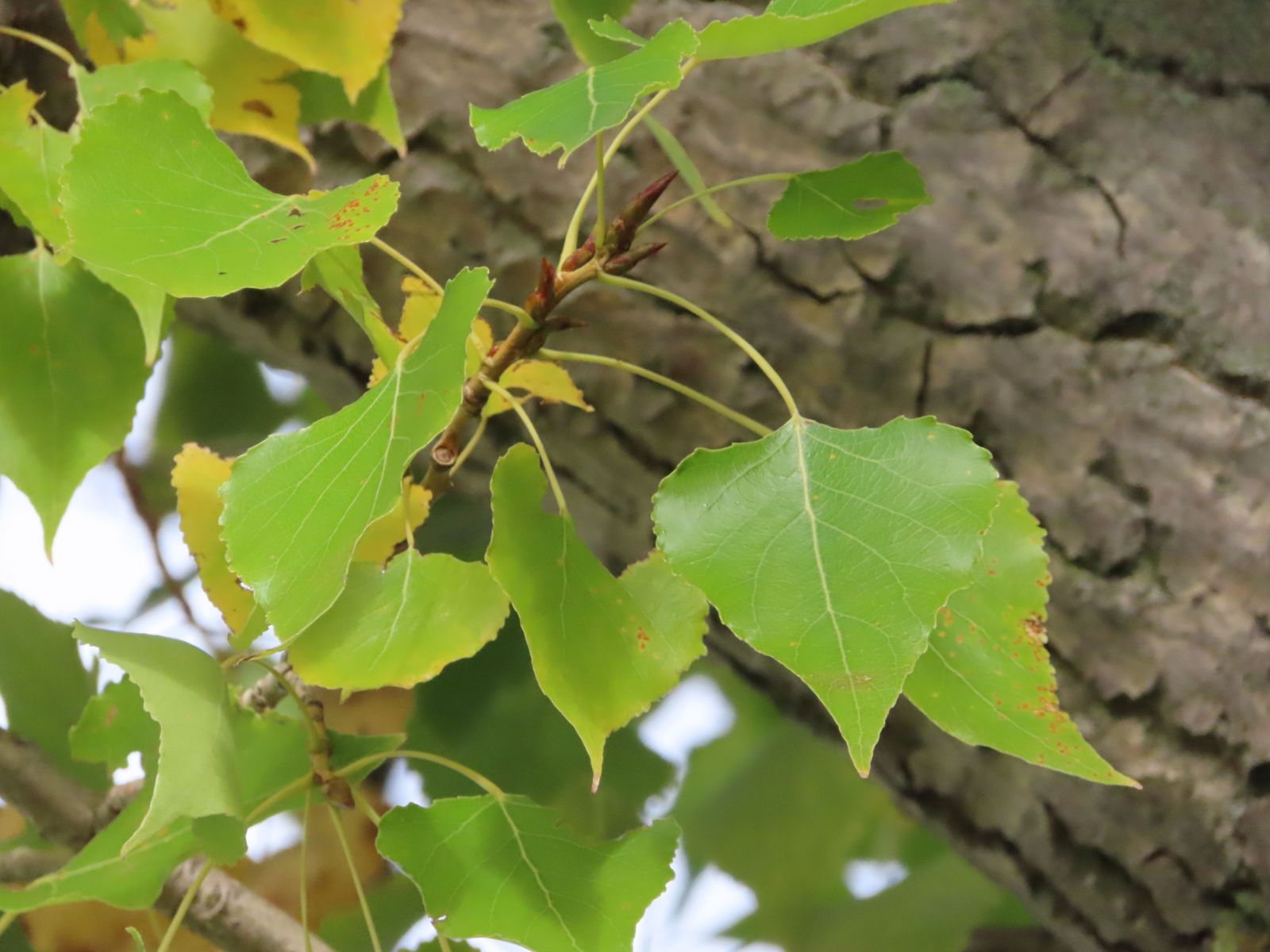SchwarzPappel (Populus nigra) / OnlineBaumkataster