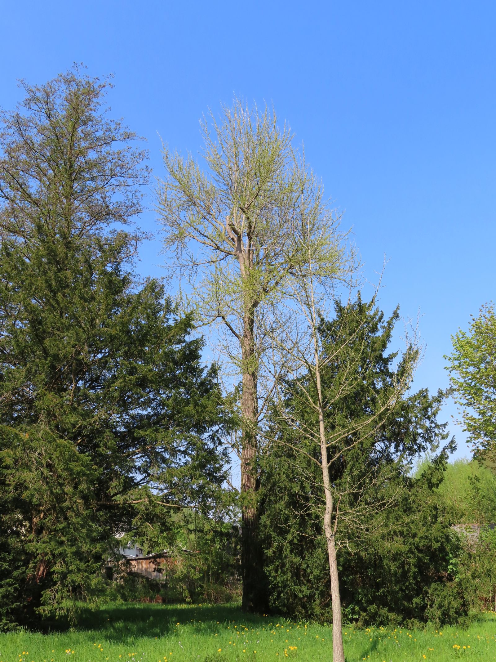 SD002_Frühlingsaspekt_Ginkgo im Heilsberger Park_2022/05/04