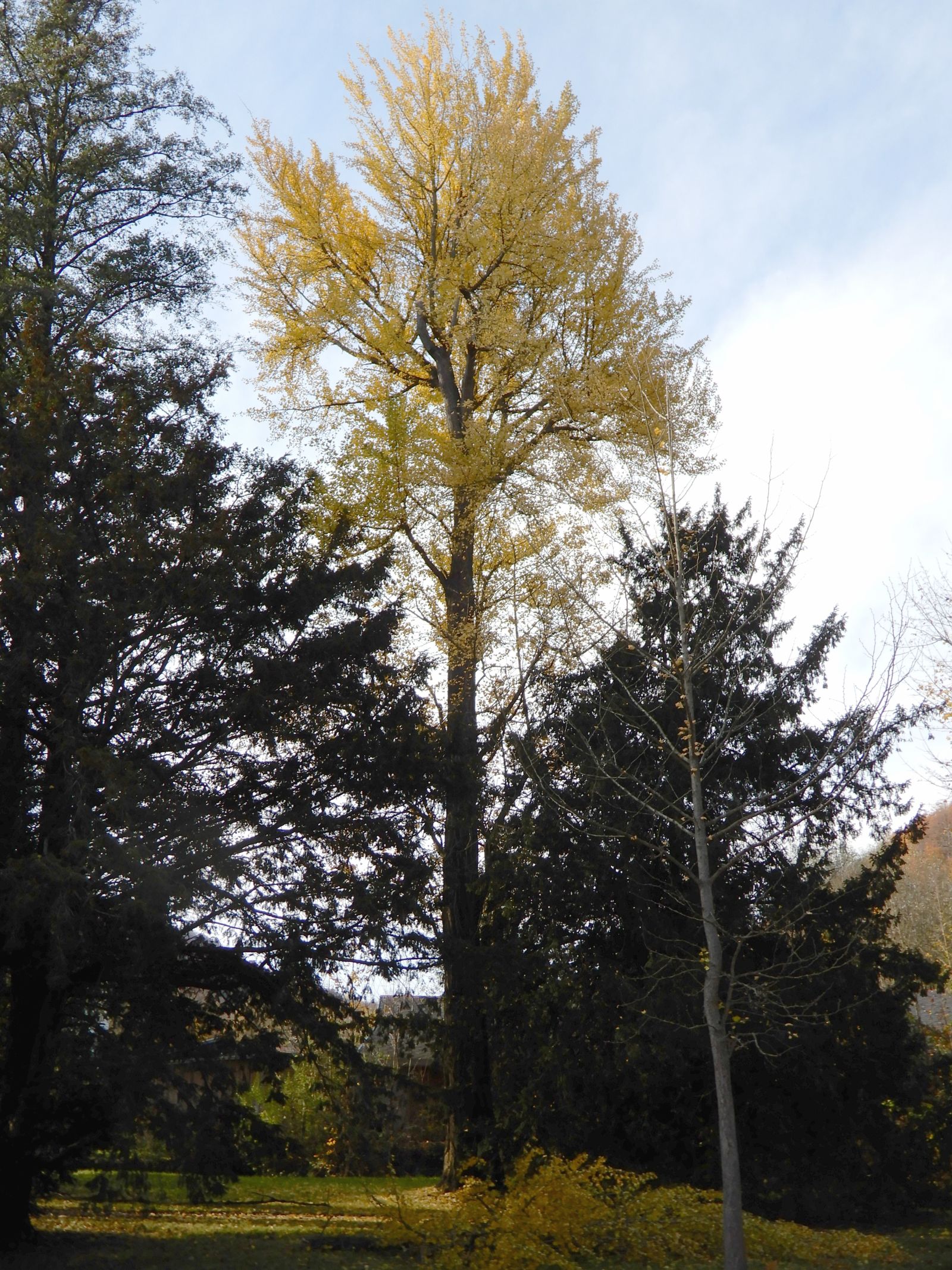 SD002_Herbstaspekt Ginkgo-Baum Heilsberger Park (2021)