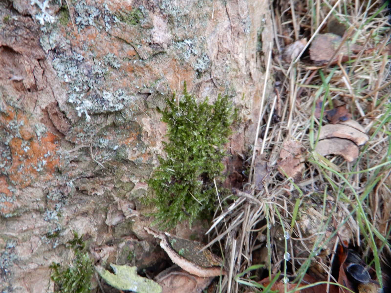 SD005_Berg-Ahorn im Heilsberger Park_Moos am Stamm_(2021/12)