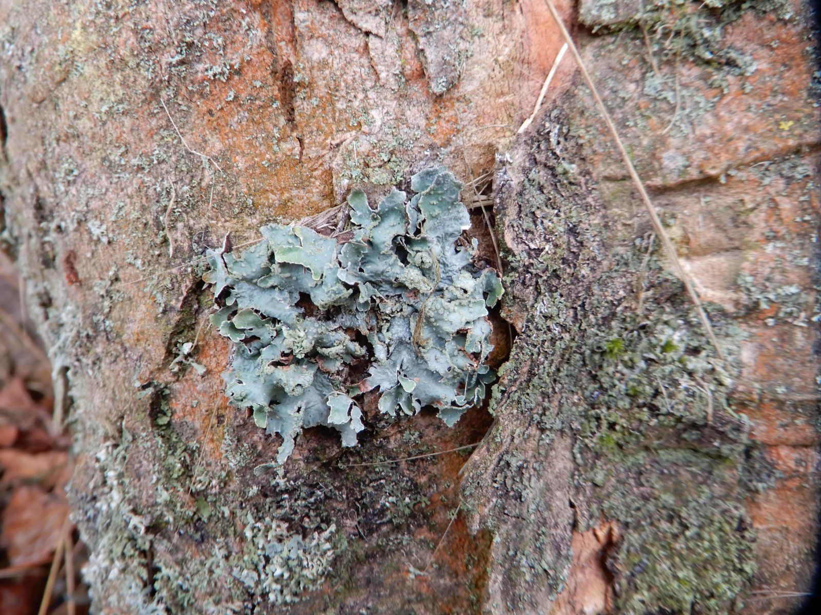 SD005_Berg-Ahorn im Heilsberger Park_Flechte am Stamm (parmelia)_(2021/12)
