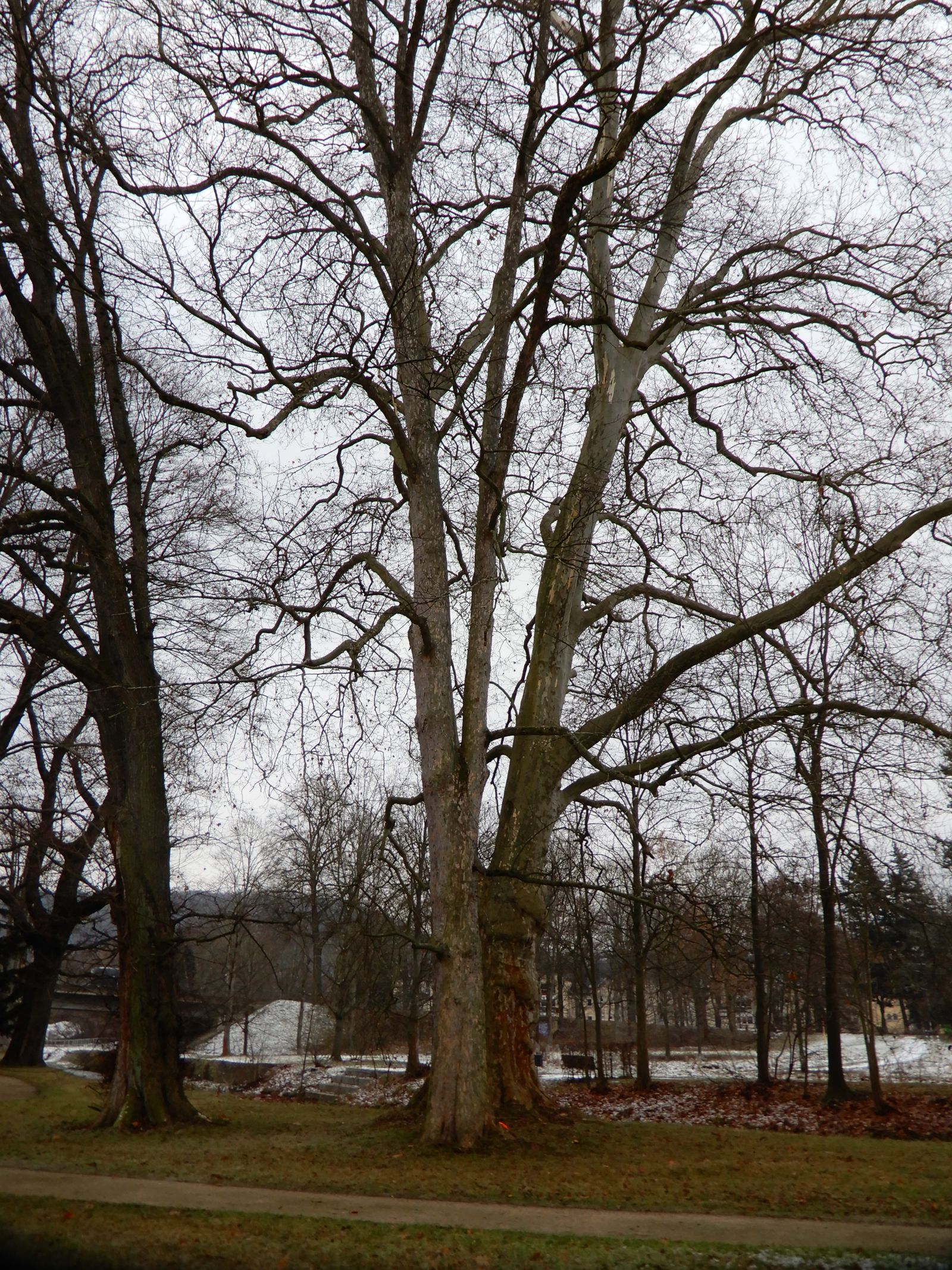 SD005_Berg-Ahorn im Heilsberger Park_Ansicht von vorn_(2021/12)