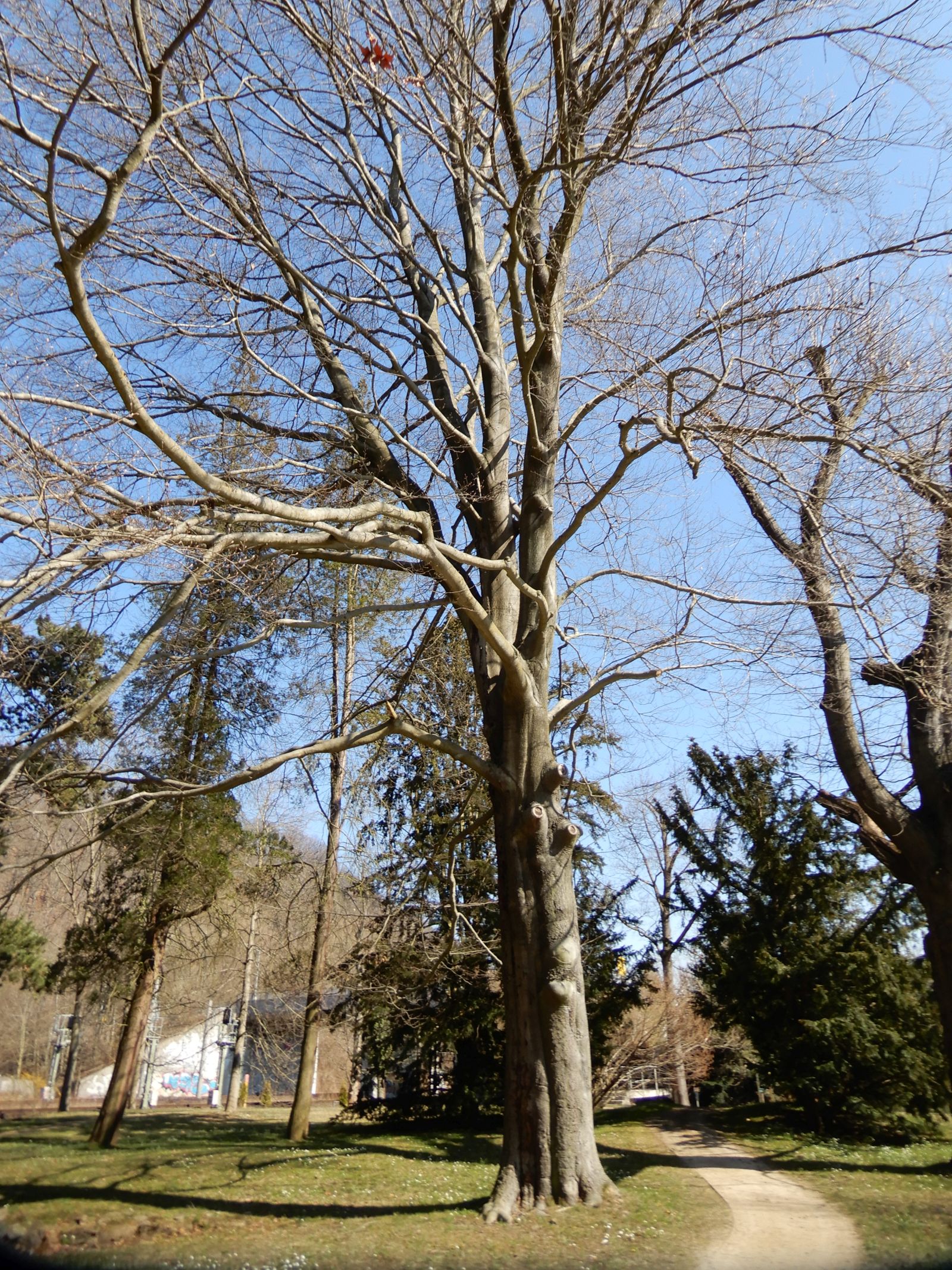 SD007_Blutbuche im Heilsberger Park (2022/03)