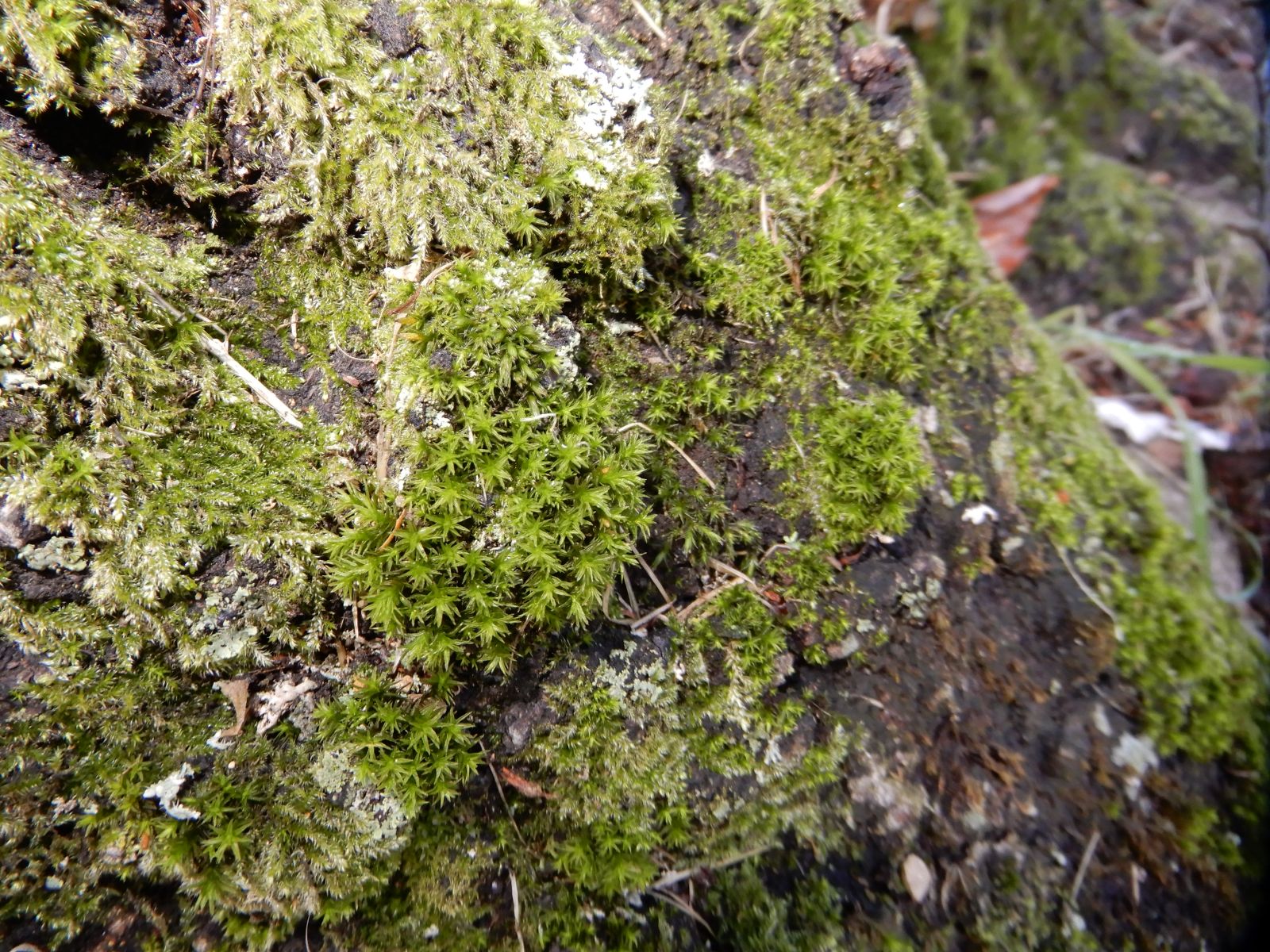 SD007_Blutbuche im Heilsberger Park_Moos (2021/12)