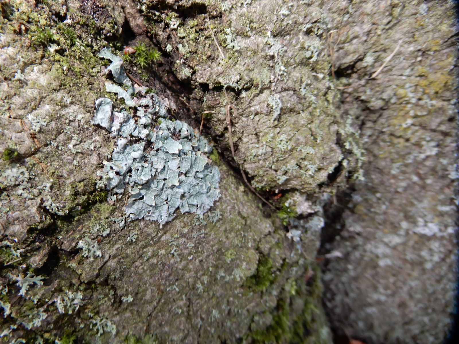 SD007_Blutbuche im Heilsberger Park_Flechte_physcia (2021/12)