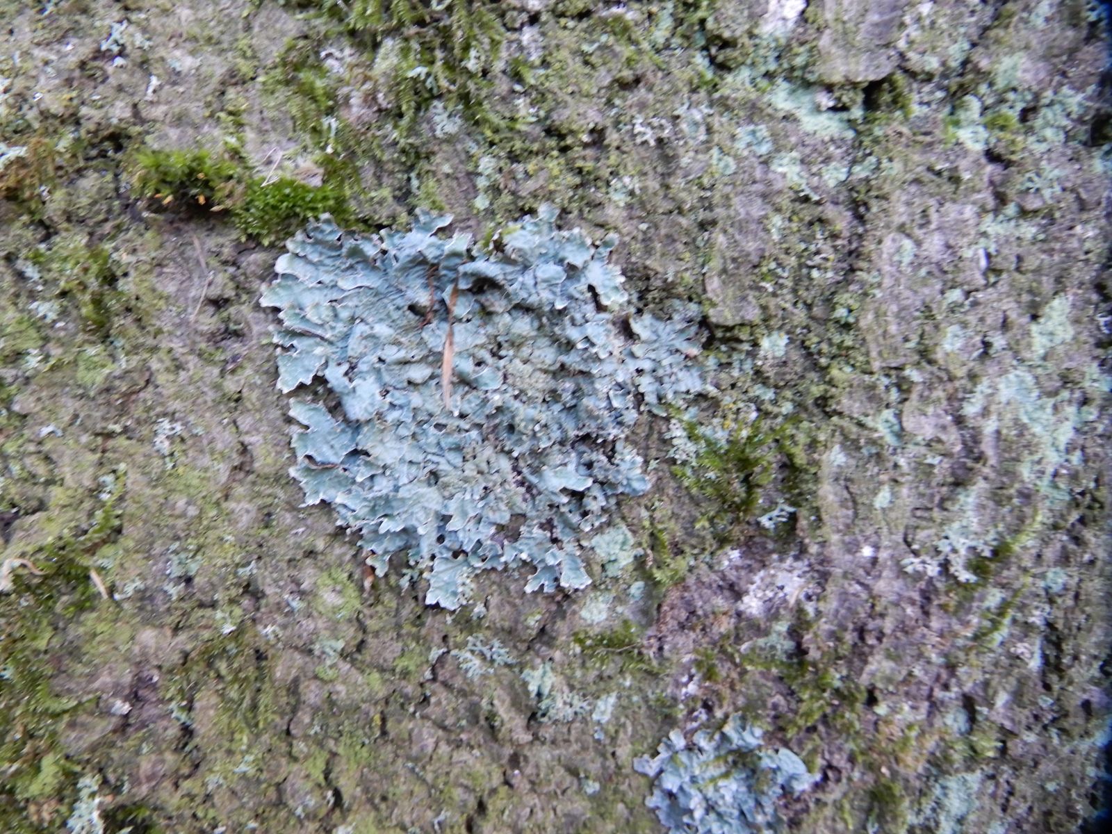 SD007_Blutbuche im Heilsberger Park_Flechte_Punctelia (2021/12)