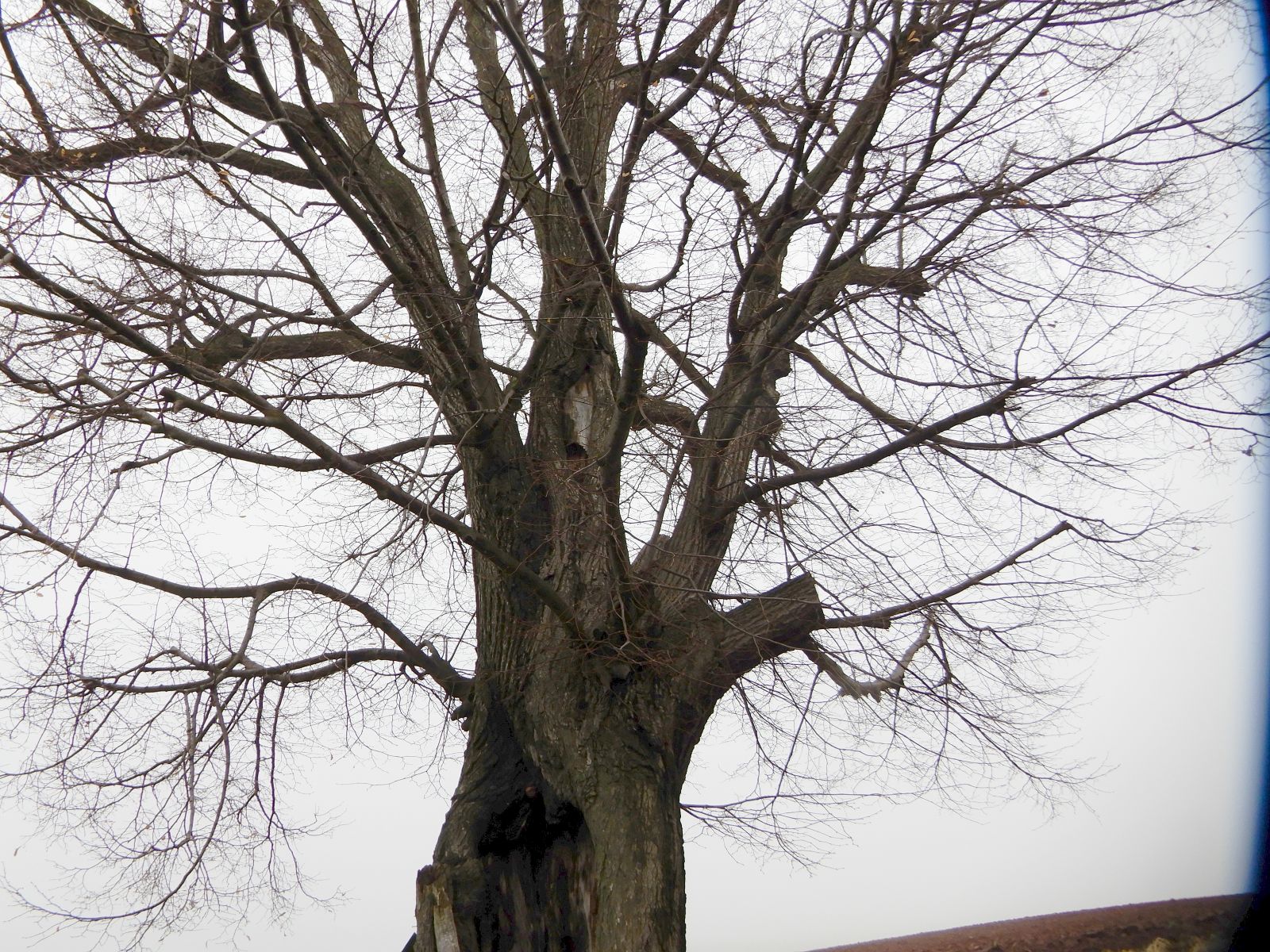 wrk028/SD013_Pfarrlinde Rabenau am Weg nach Poisen_Stamm_A (2021/12)