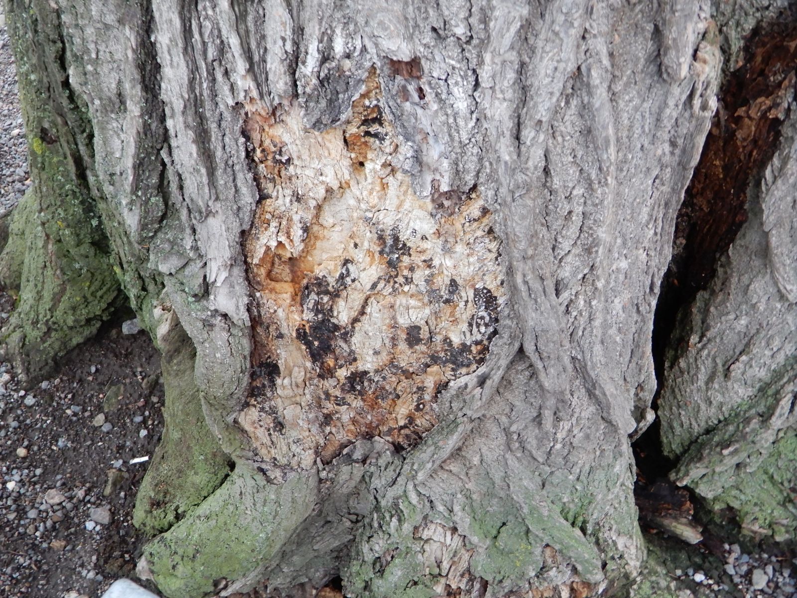 wrk028/SD013_Pfarrlinde Rabenau am Weg nach Poisen_Stamm_b (2021/12)