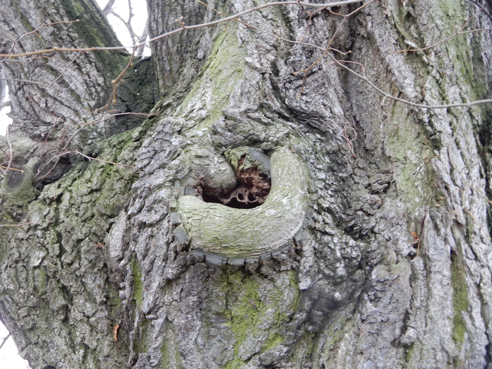 wrk028/SD013_Pfarrlinde Rabenau am Weg nach Poisen_Stamm_C (2021/12)