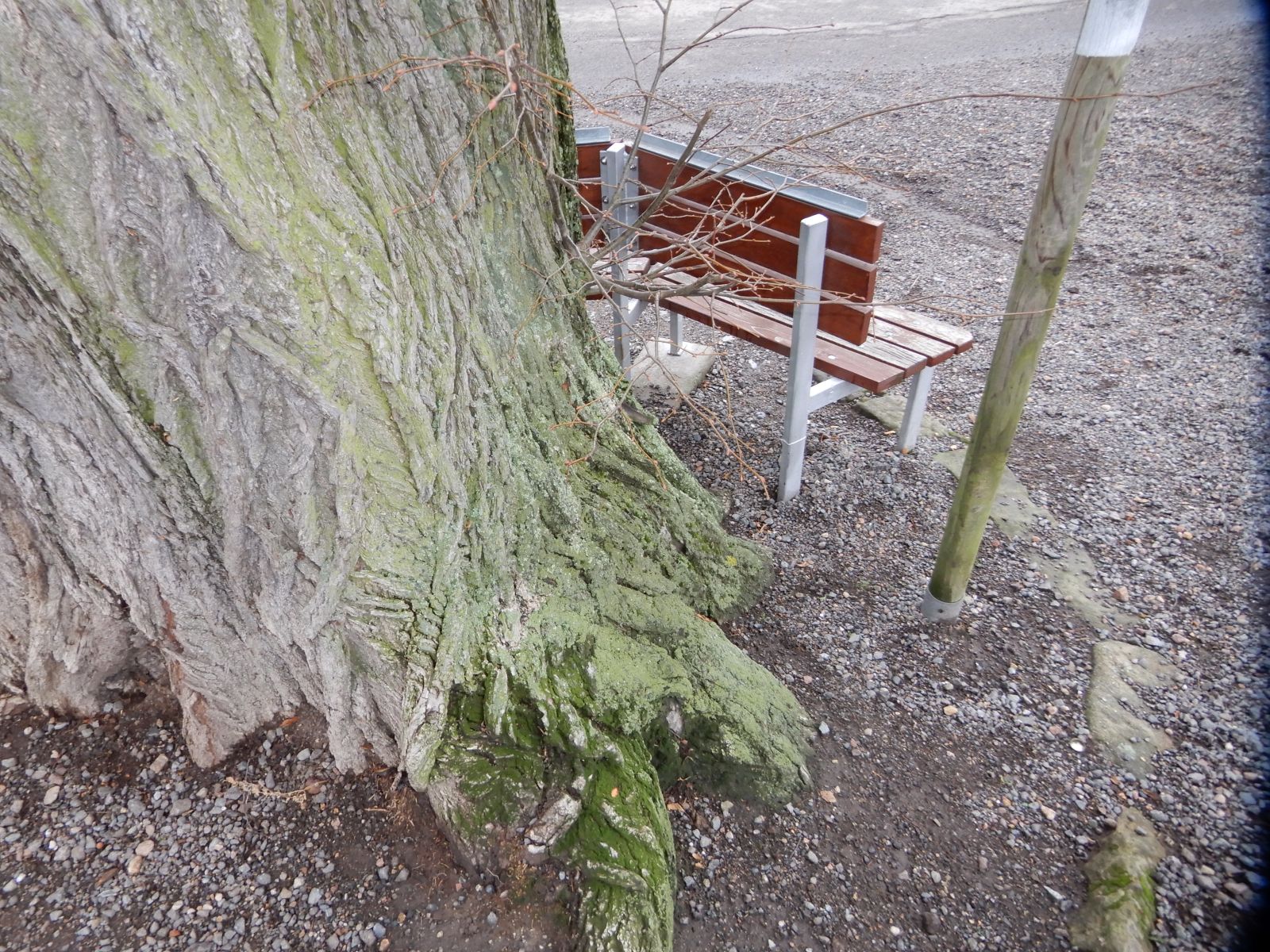 wrk028/SD013_Pfarrlinde Rabenau am Weg nach Poisen_Stamm_D (2021/12)